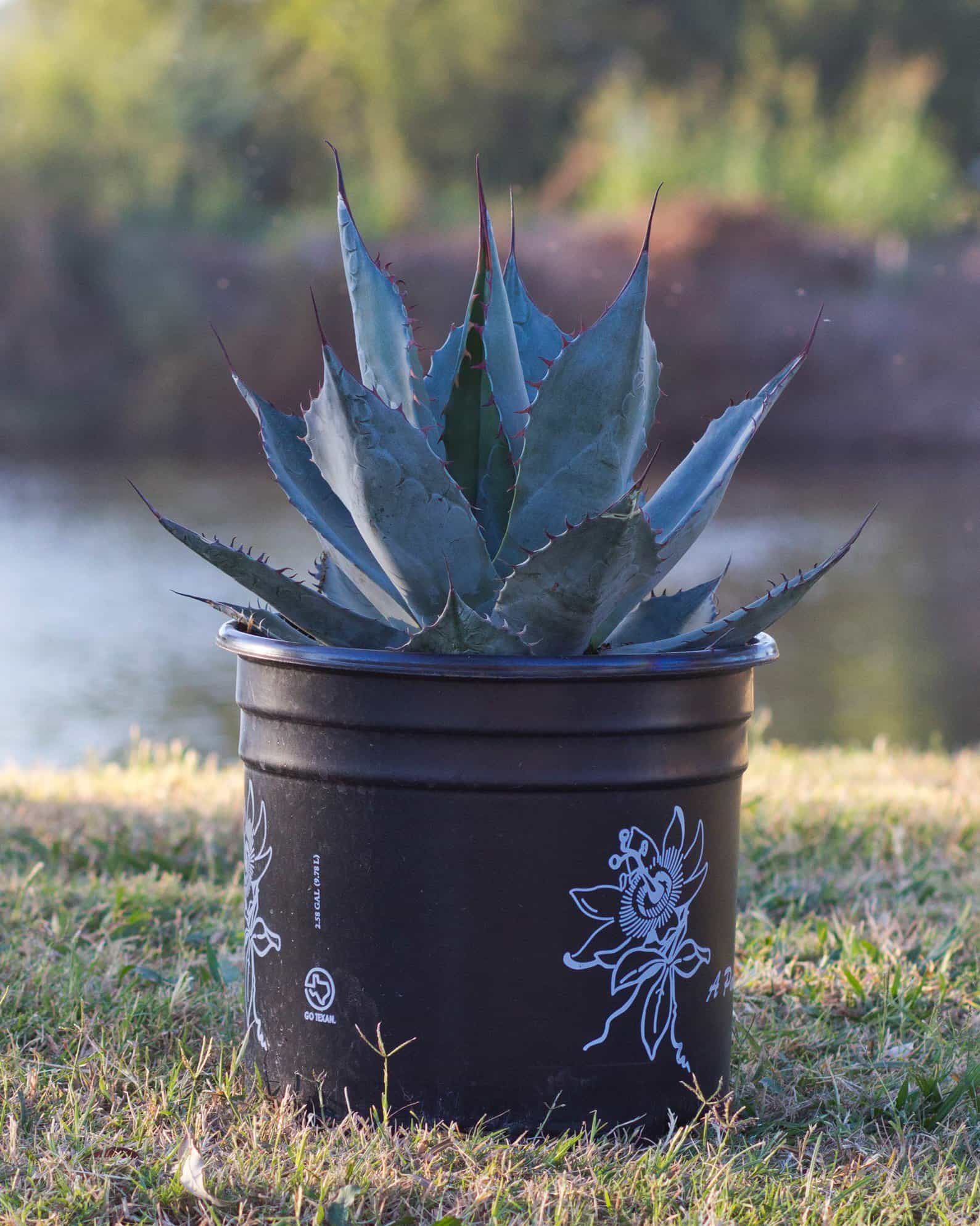 Cabbage Head Agave - view 2