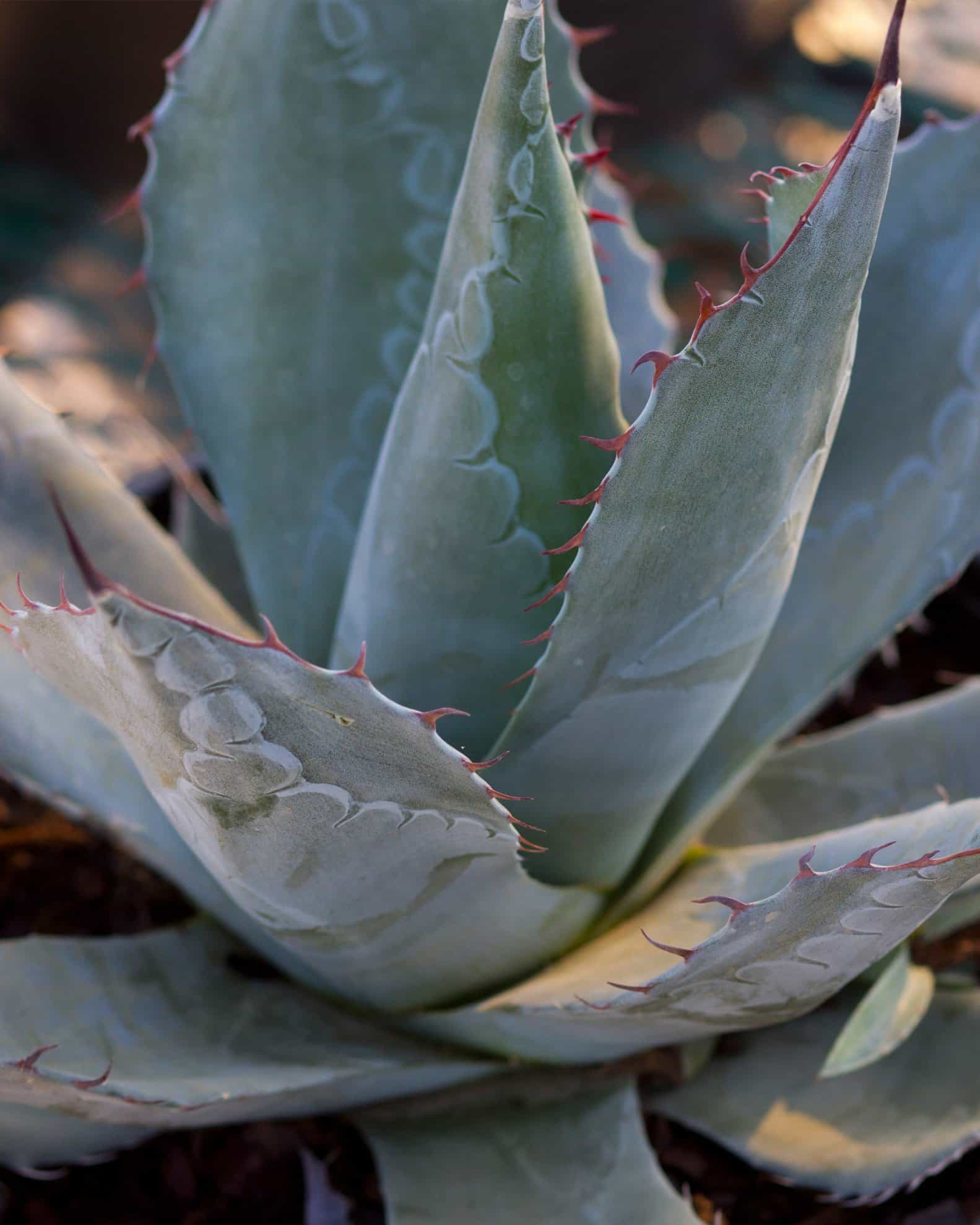 Cabbage Head Agave - view 3