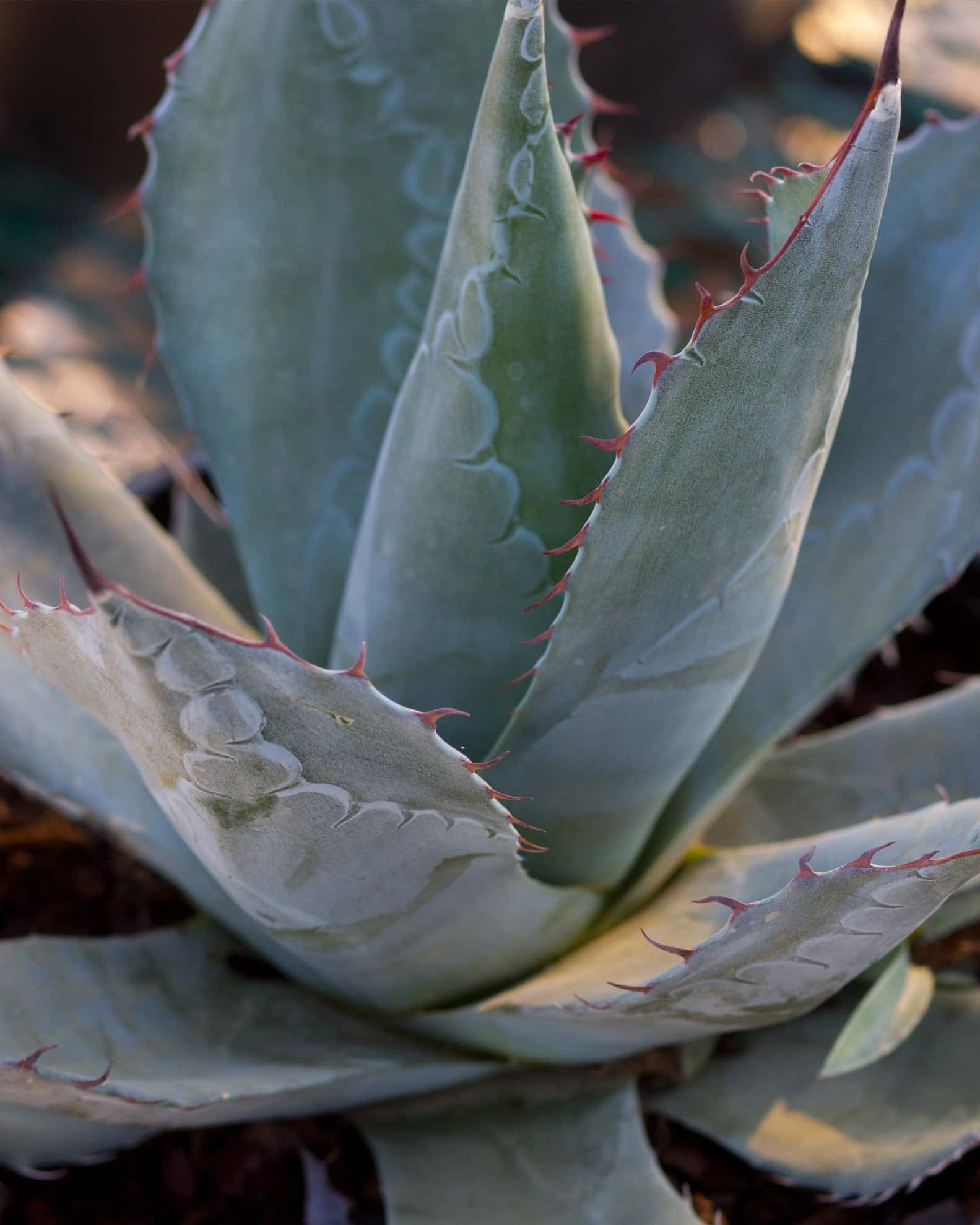 Cabbage Head Agave - Image 2