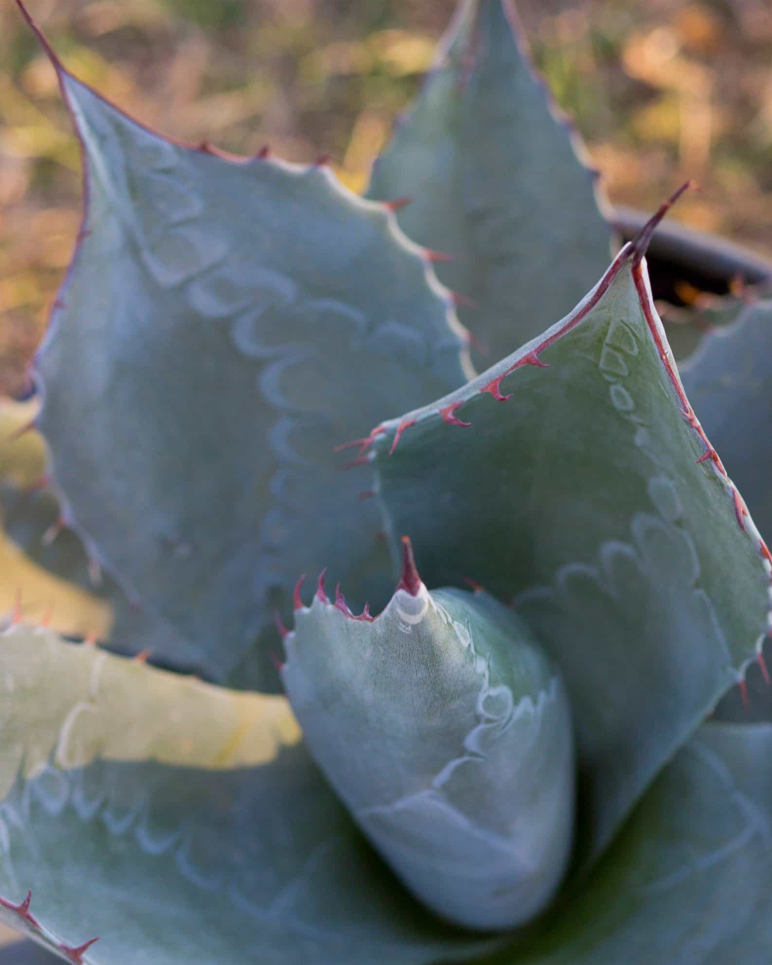 Cabbage Head Agave - view 5