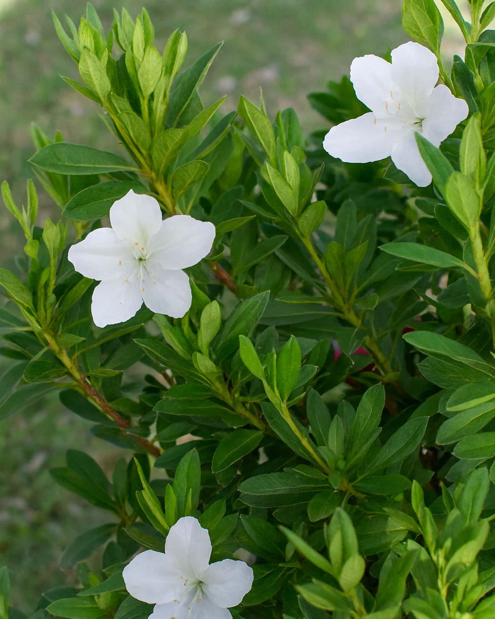 GG Gerbing Azalea - Main Image