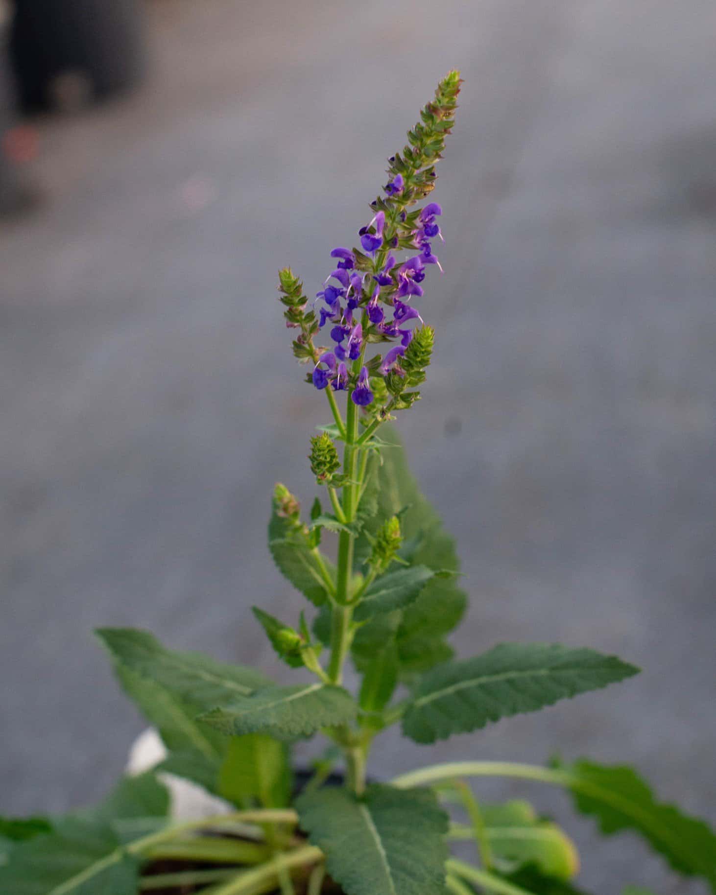 Blue By You Salvia - Main Image