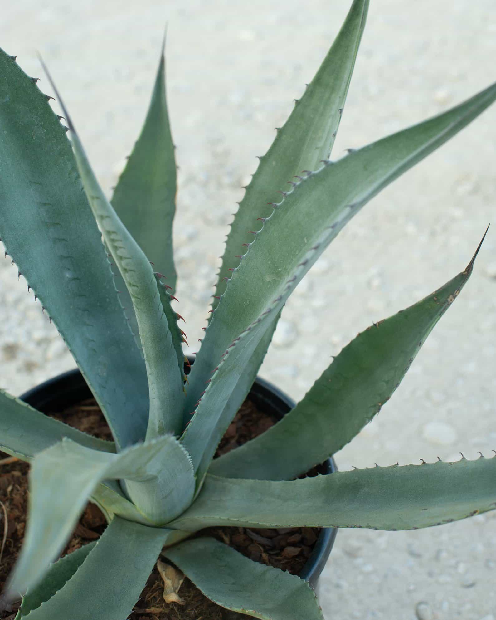 Azul Monterrey Agave - view 3