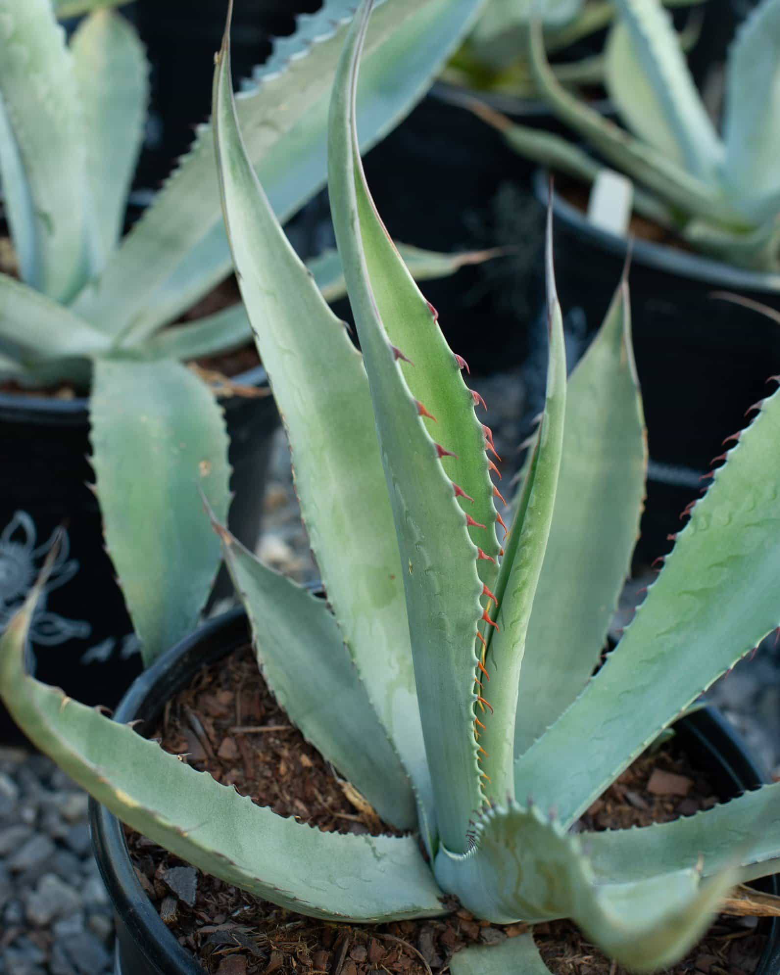 Azul Monterrey Agave - view 4