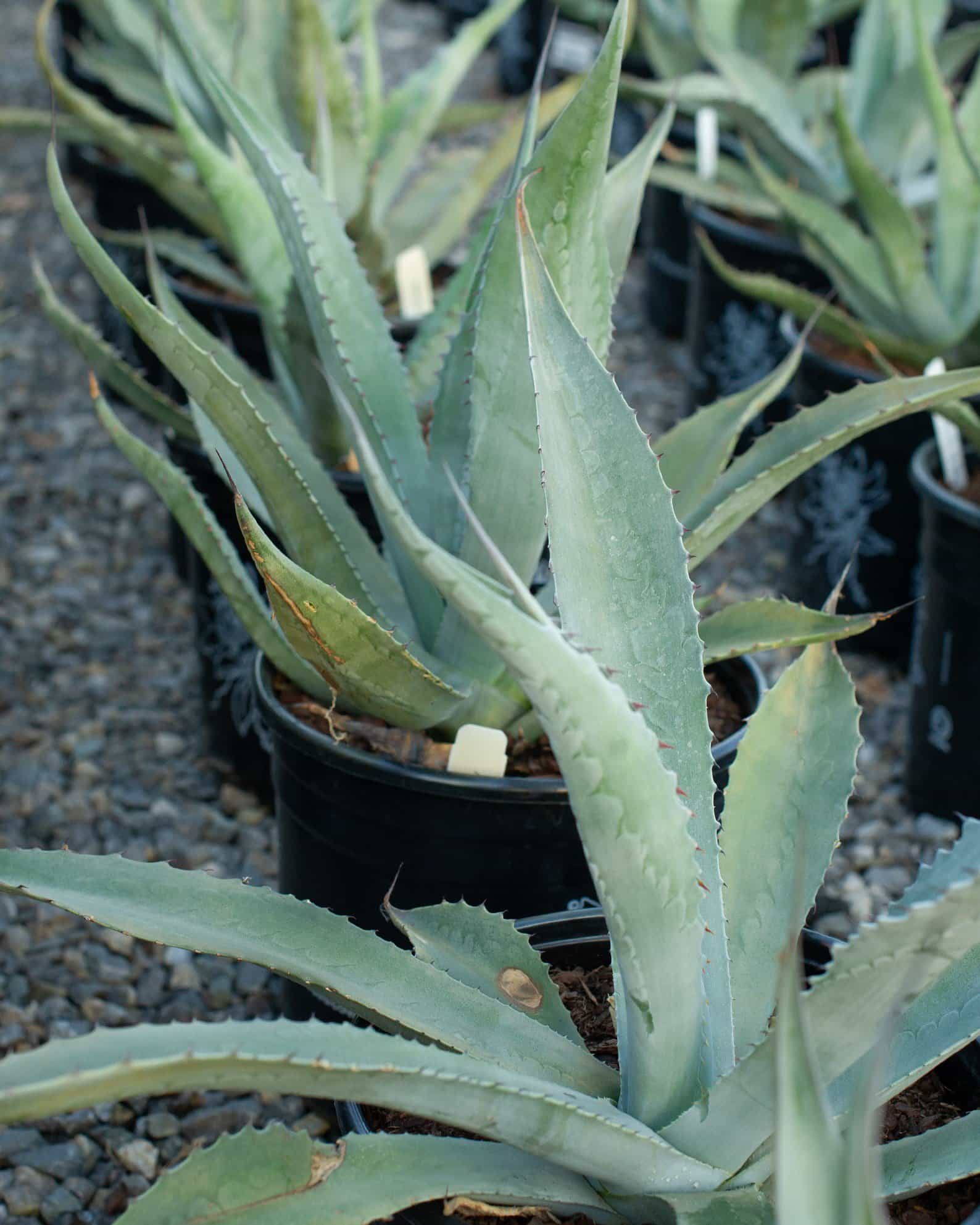 Azul Monterrey Agave - view 5