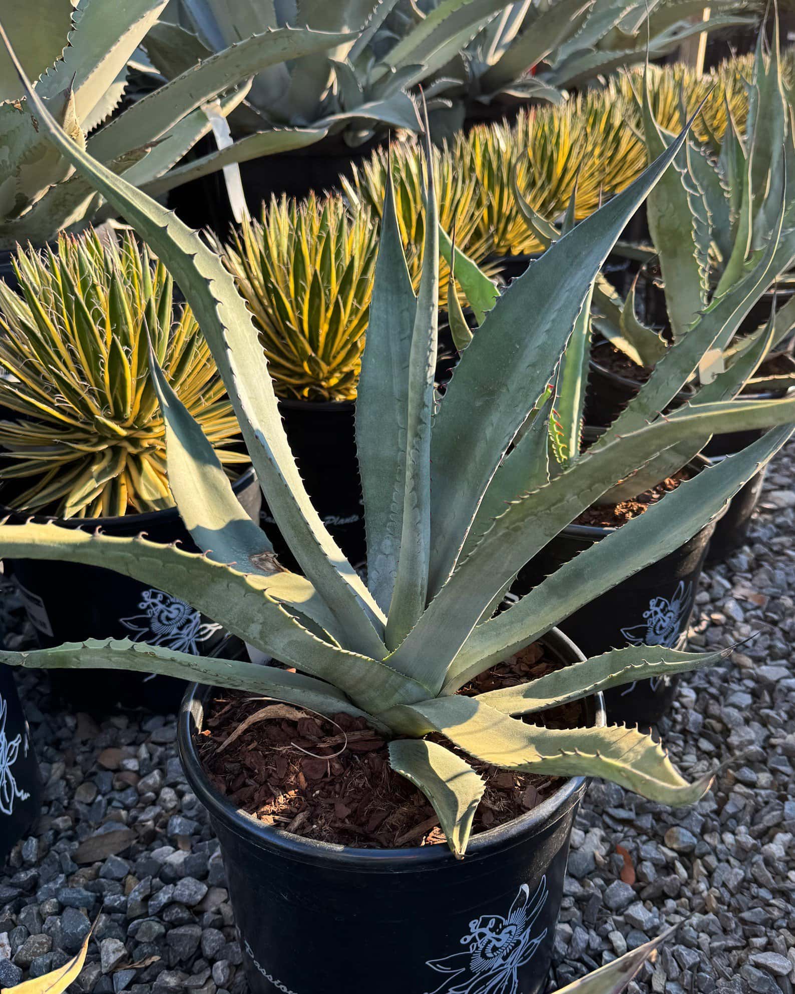 Azul Monterrey Agave - Image 5