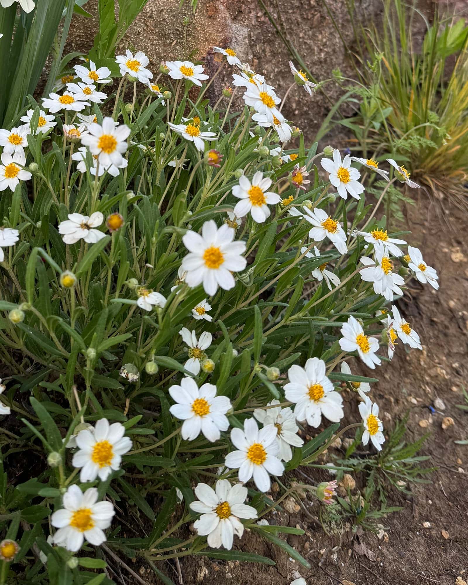 Blackfoot Daisy - Main Image