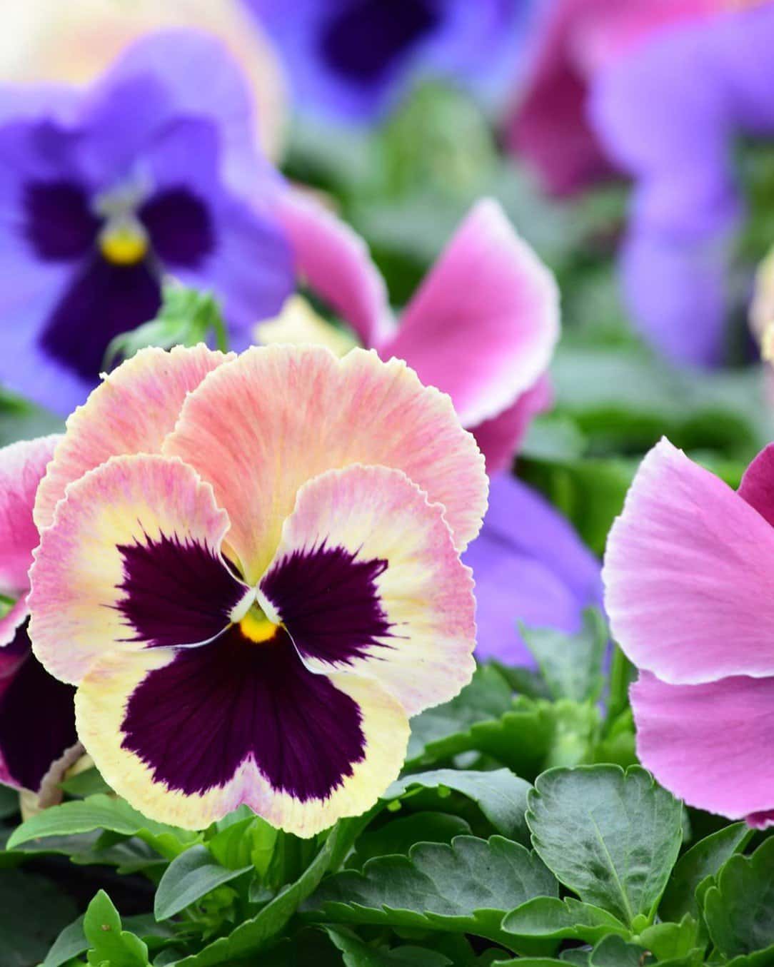 Matrix Coastal Sunrise Mix Pansy - Main Image