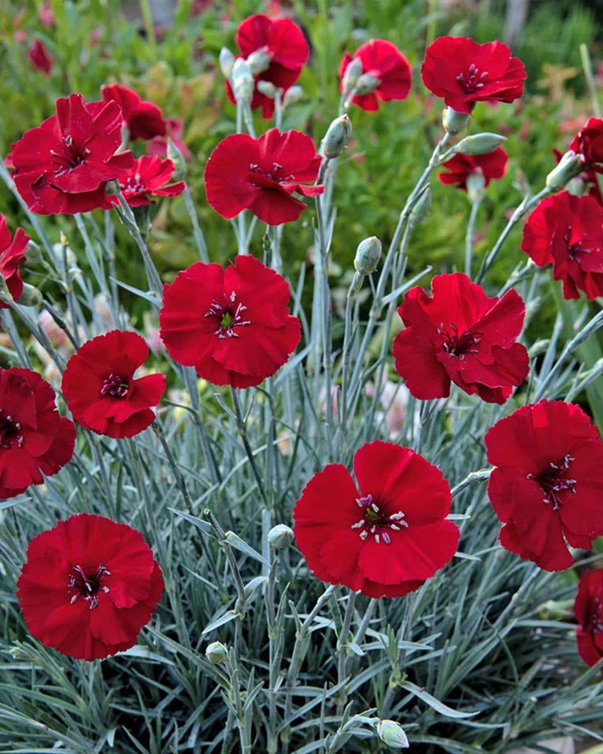 American Pie Cherry Pie Dianthus - Main Image