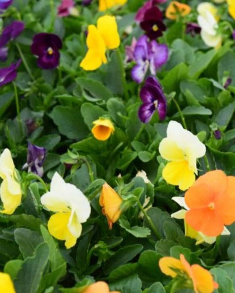 Colormax Mix Viola - Main Image