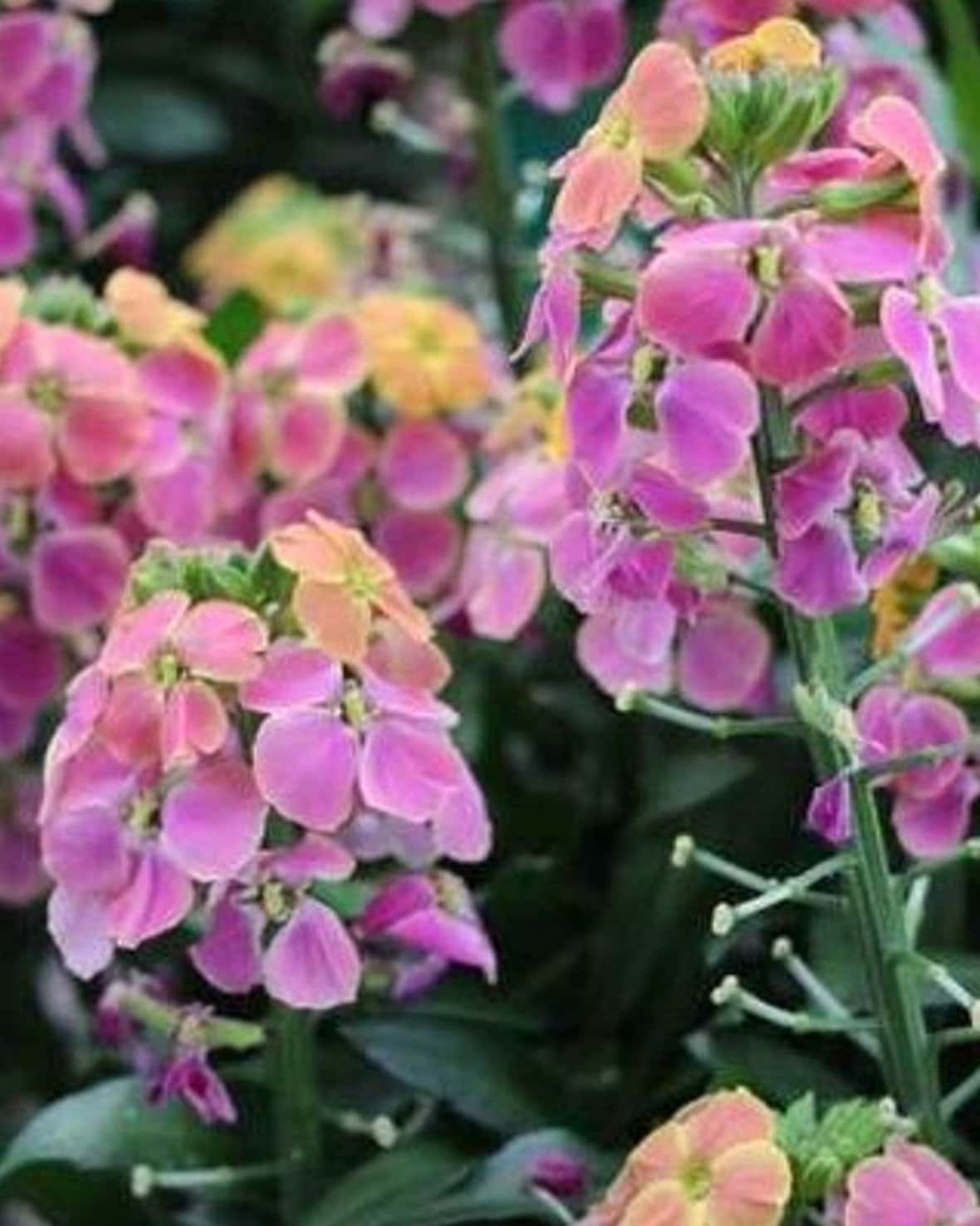 Erysistible Tricolor Wallflower - Main Image