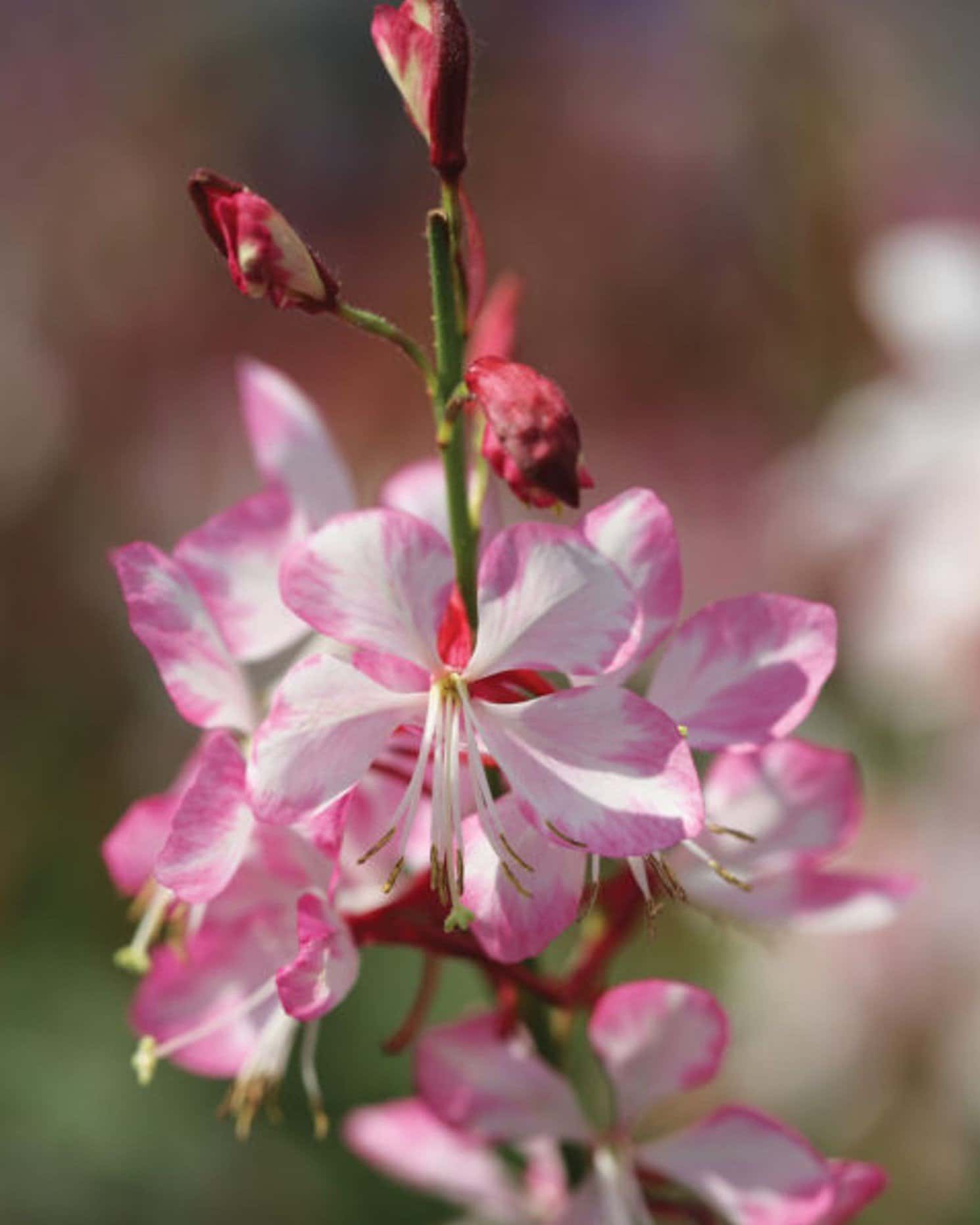 Gauriella Bicolor Gaura - Main Image