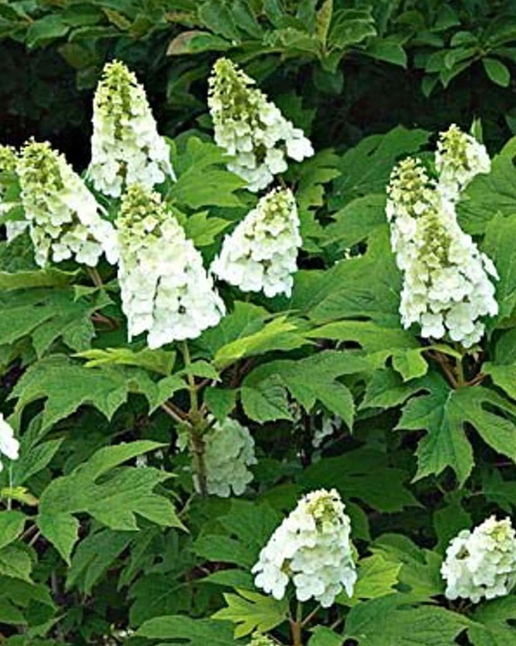 Oakleaf Hydrangea Snow Queen - Main Image