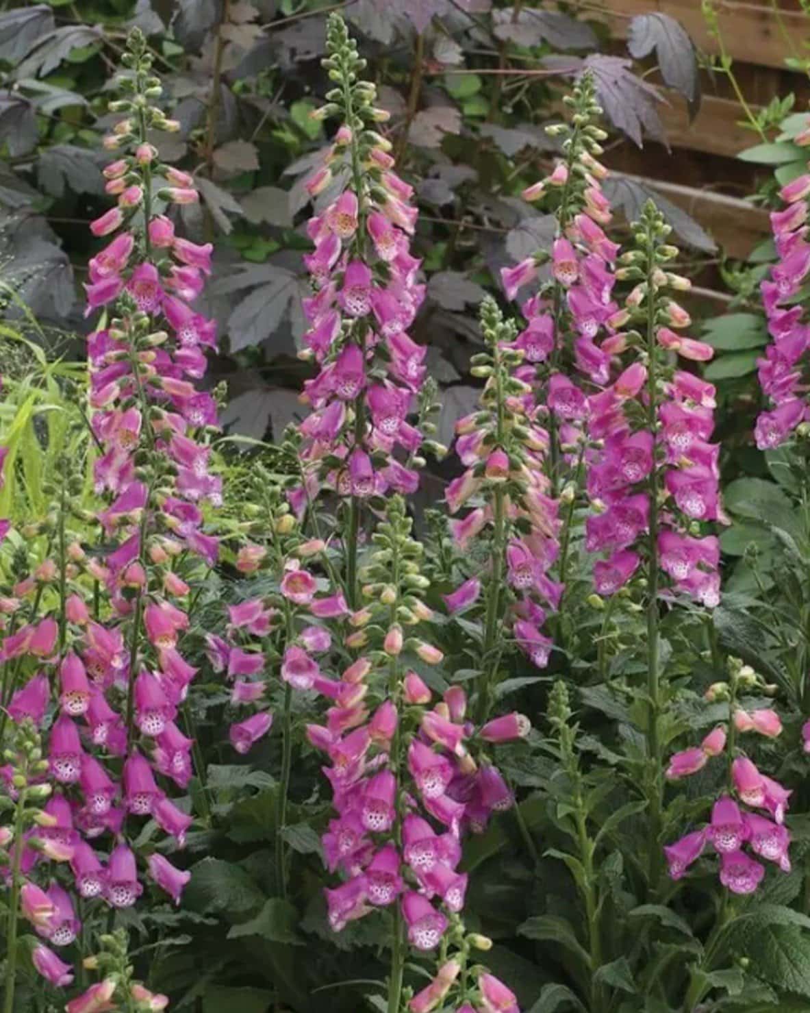 Pink Panther Foxglove - Main Image