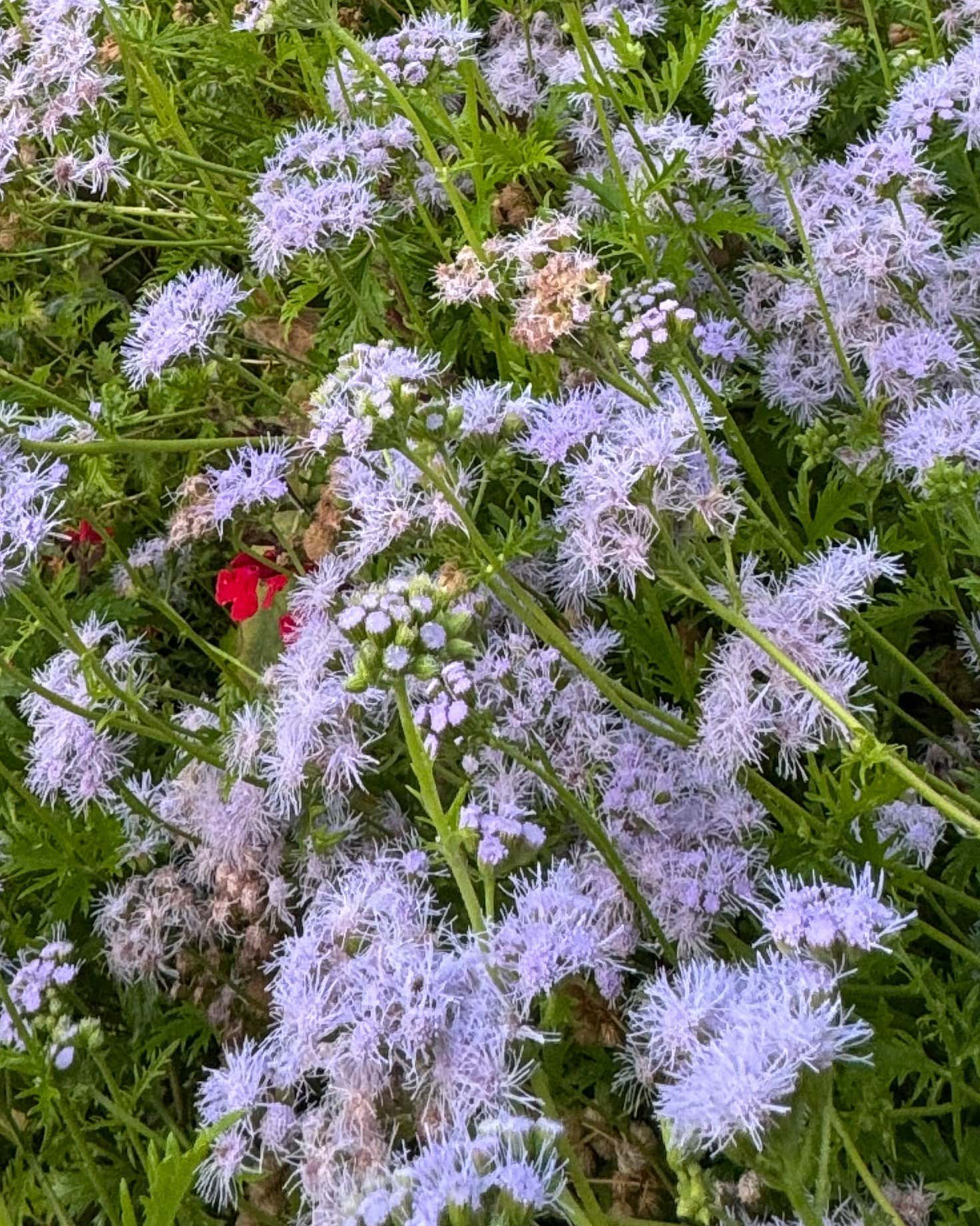 Gregg's Mistflower - Main Image
