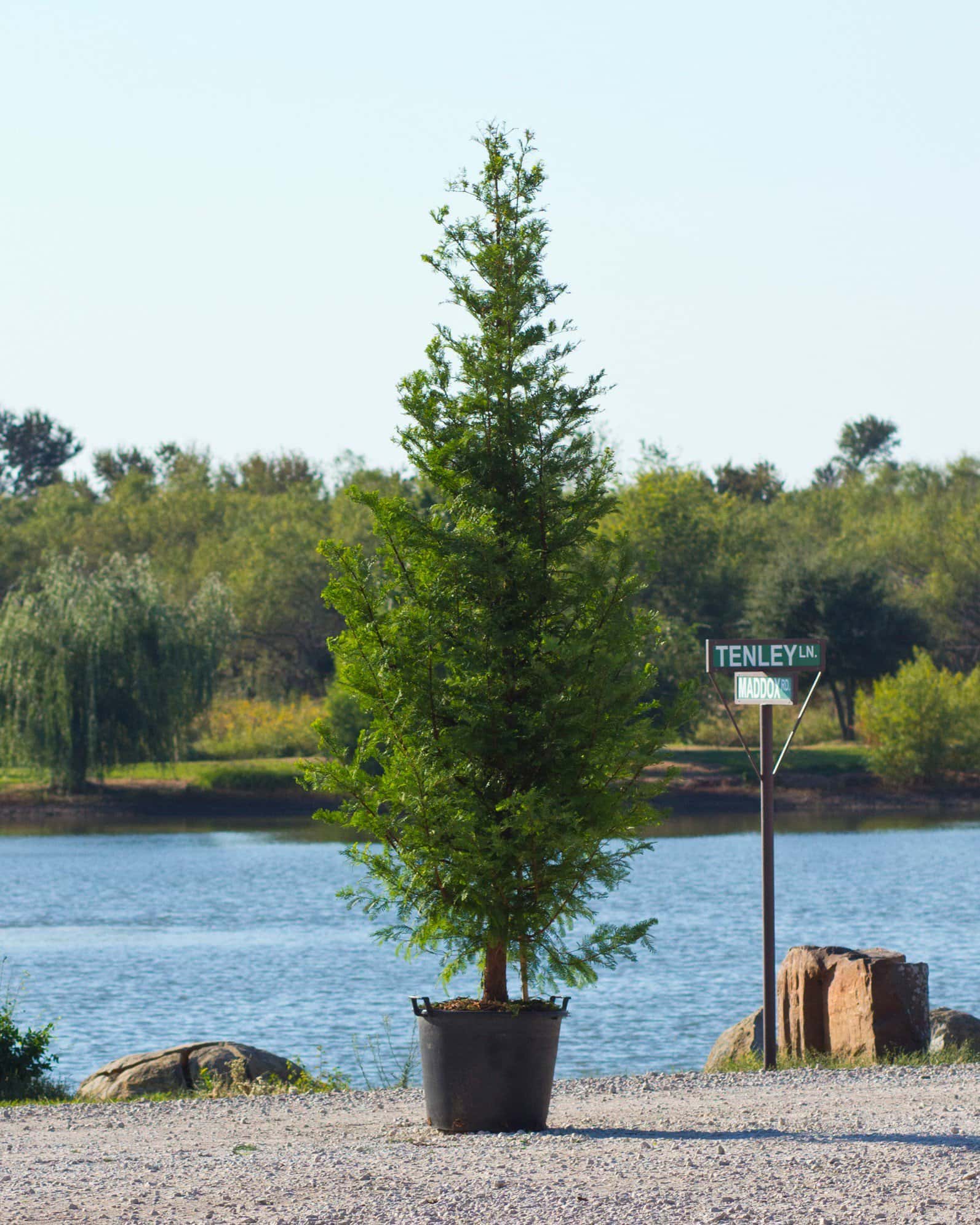 Dawn Redwood - Main Image