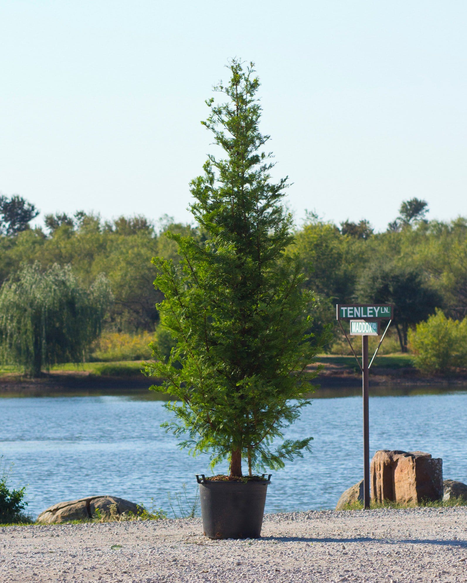 Dawn Redwood - Main Image