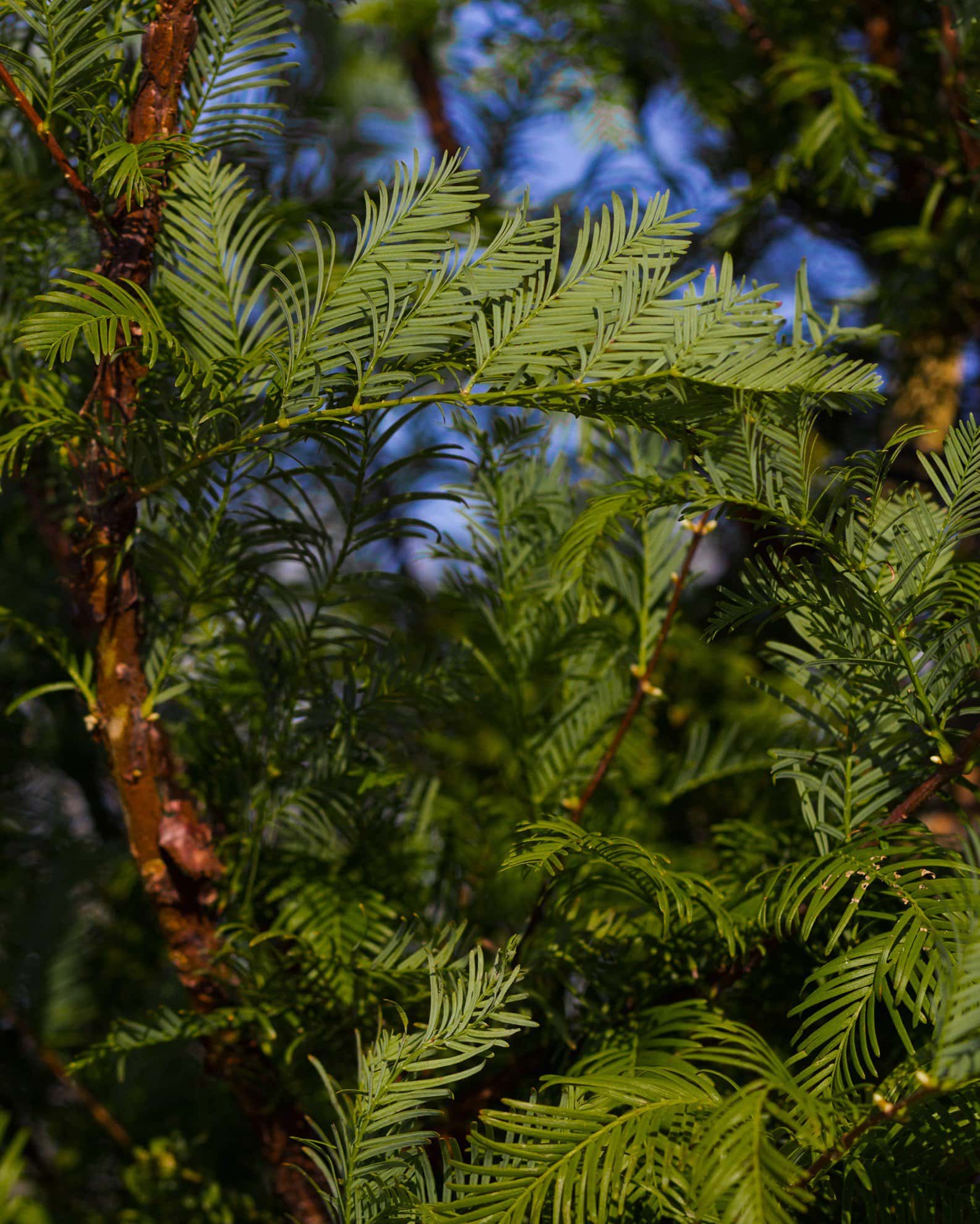 Dawn Redwood - Image 2