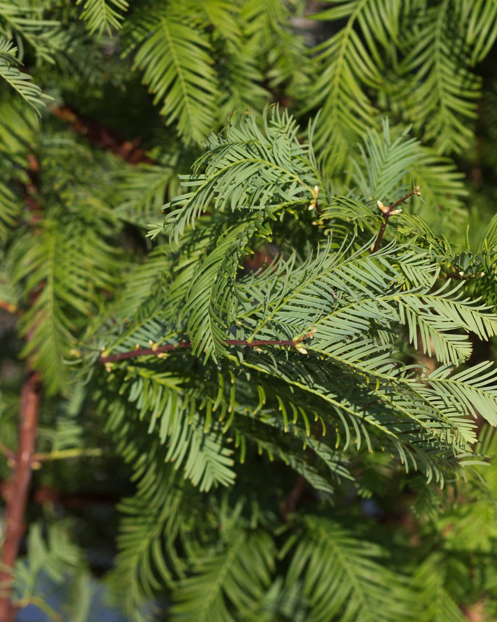 Dawn Redwood - Image 3