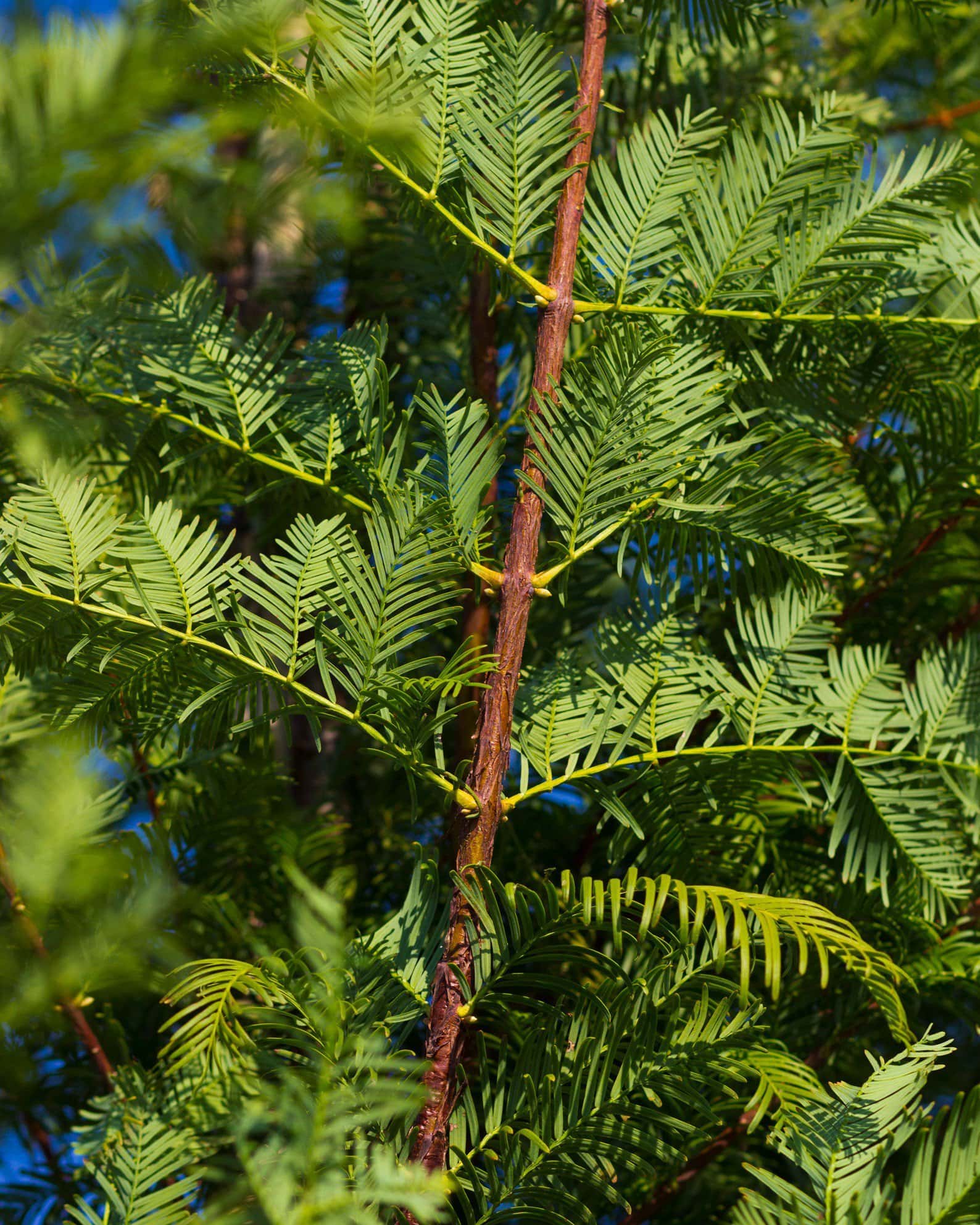 Dawn Redwood - Image 4