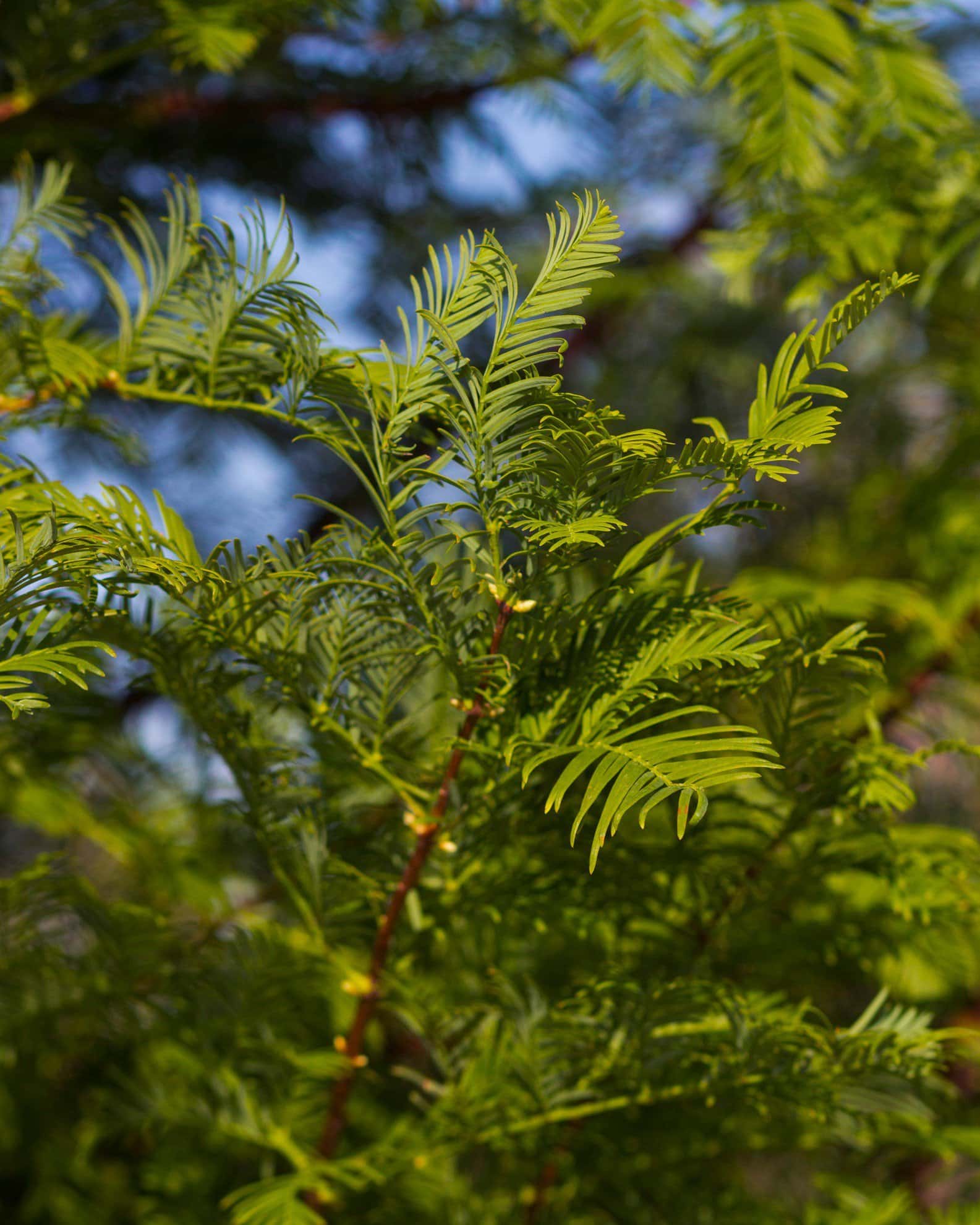 Dawn Redwood - Image 5