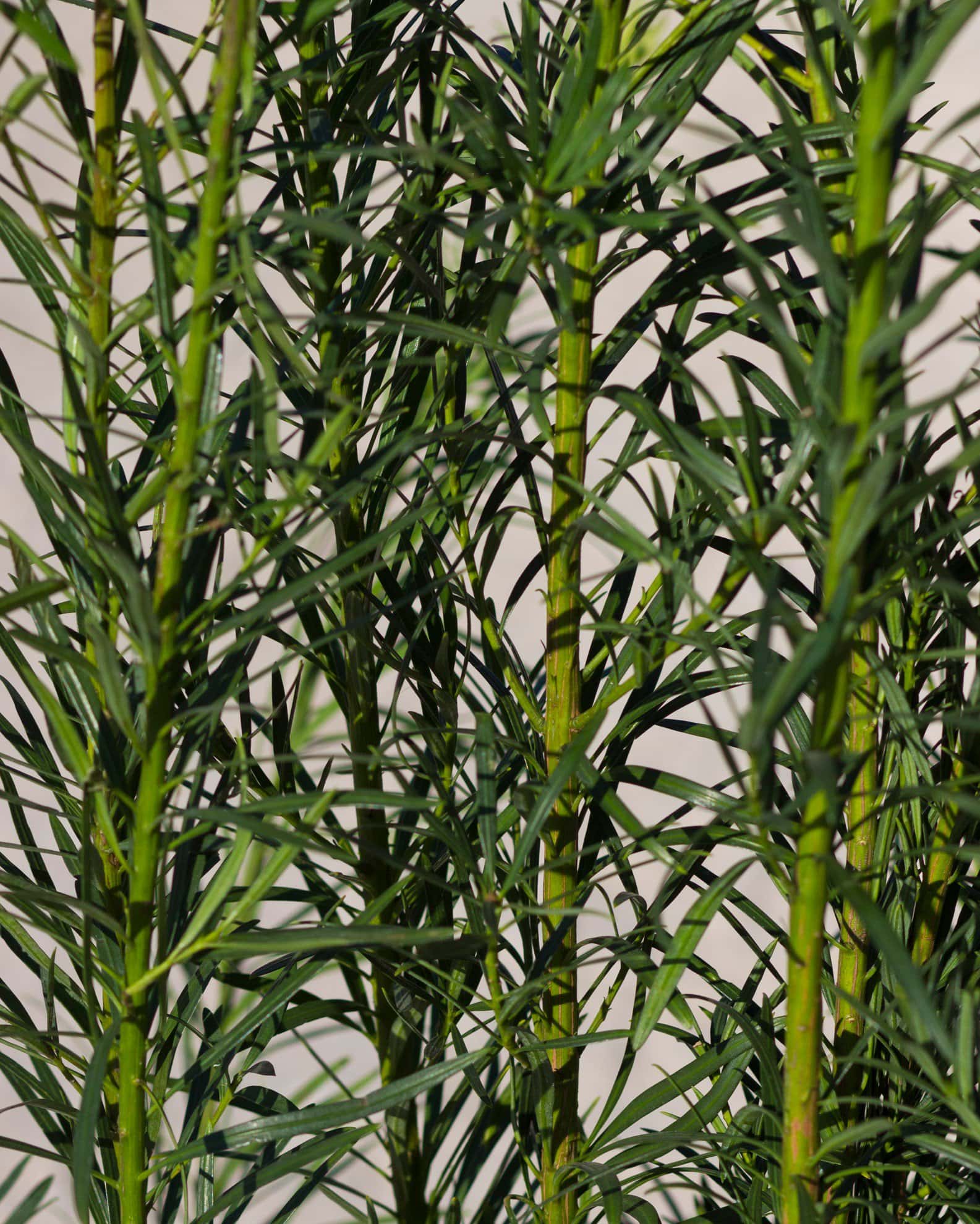 Plum Yew - Image 1