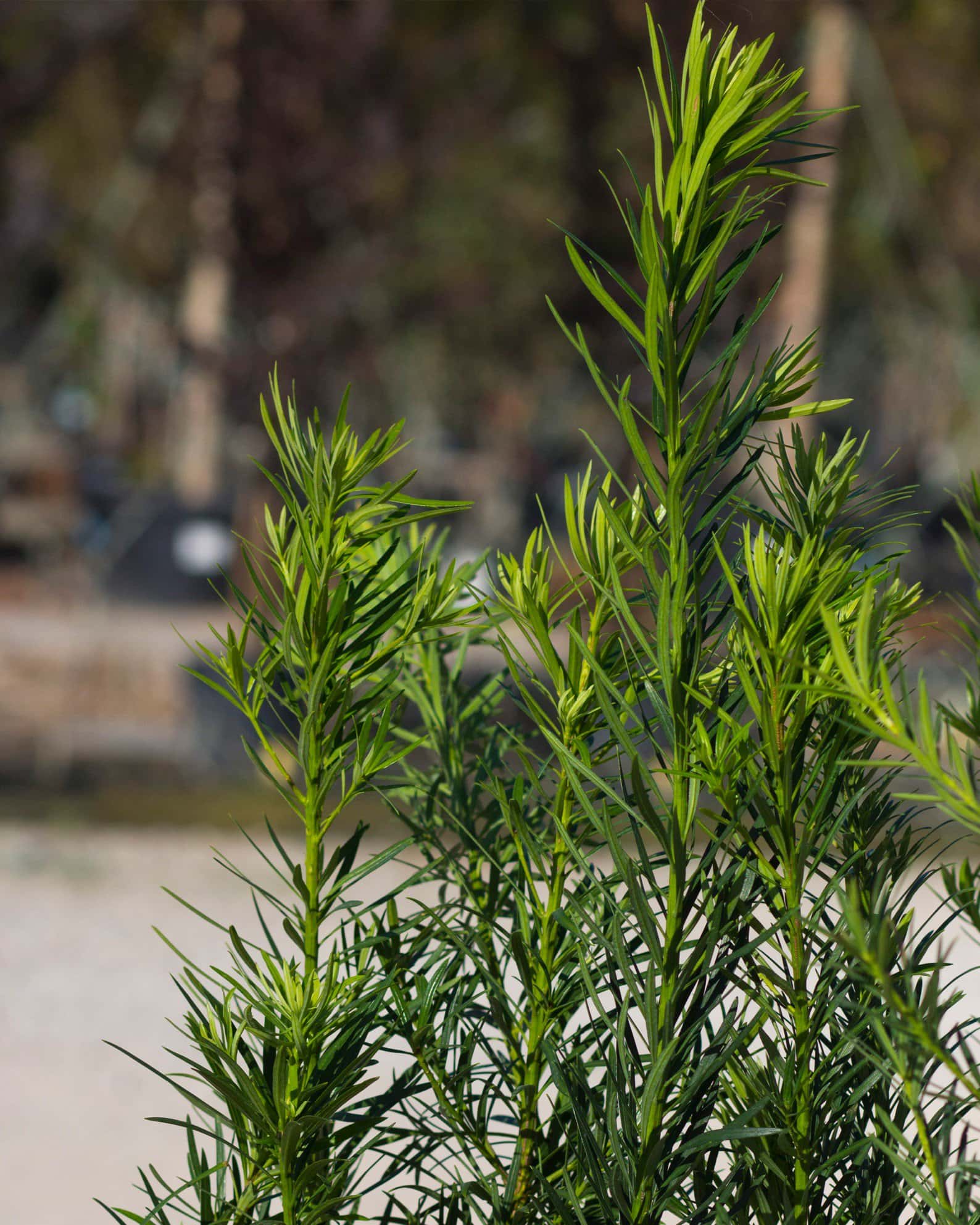 Plum Yew - Image 2