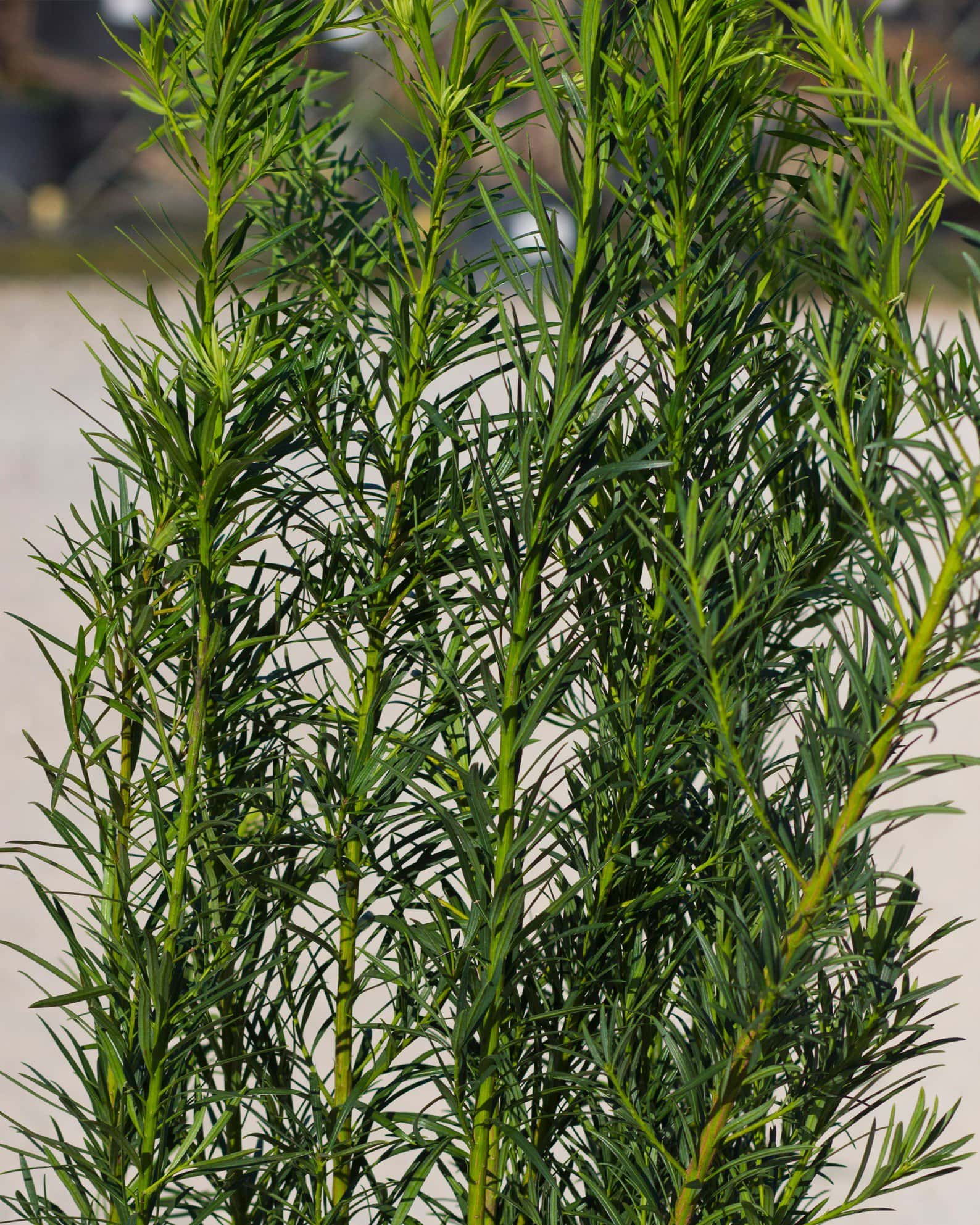 Plum Yew - Image 3