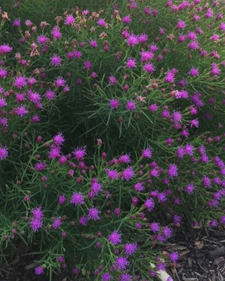 Iron Butterfly Ironweed - Main Image
