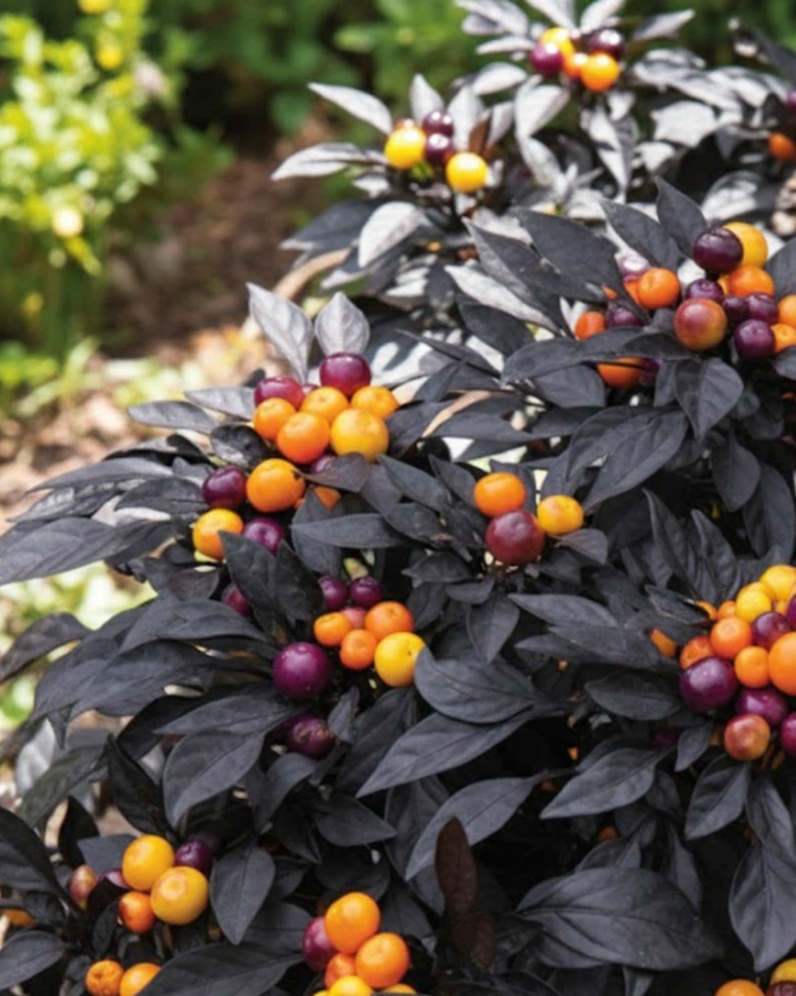 Onyx Orange Ornamental Pepper - Main Image