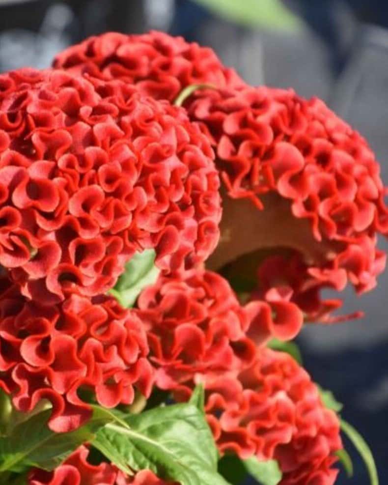 Twisted Dark Orange Celosia - Main Image