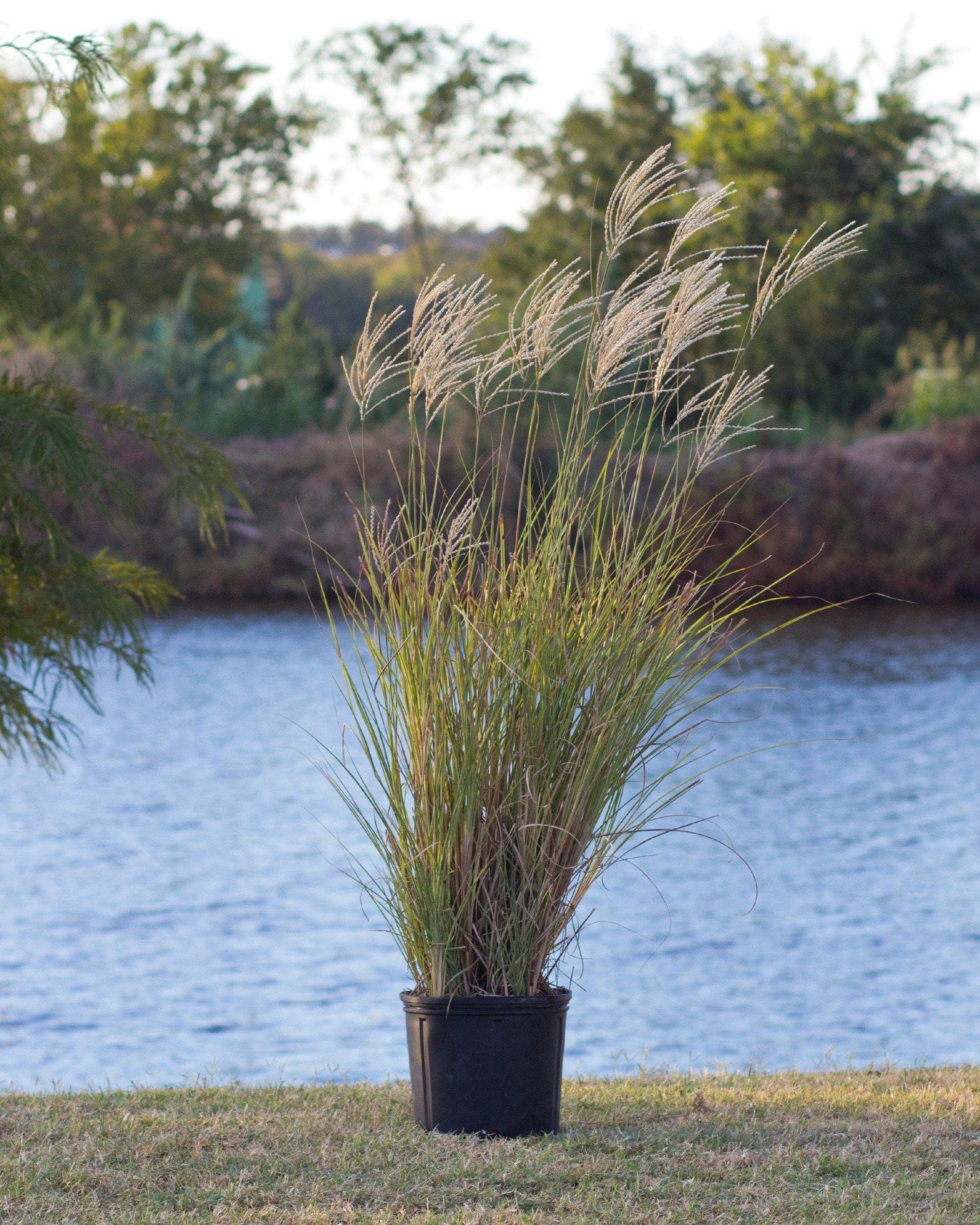 Morning Light Miscanthus Maiden Grass - view 2