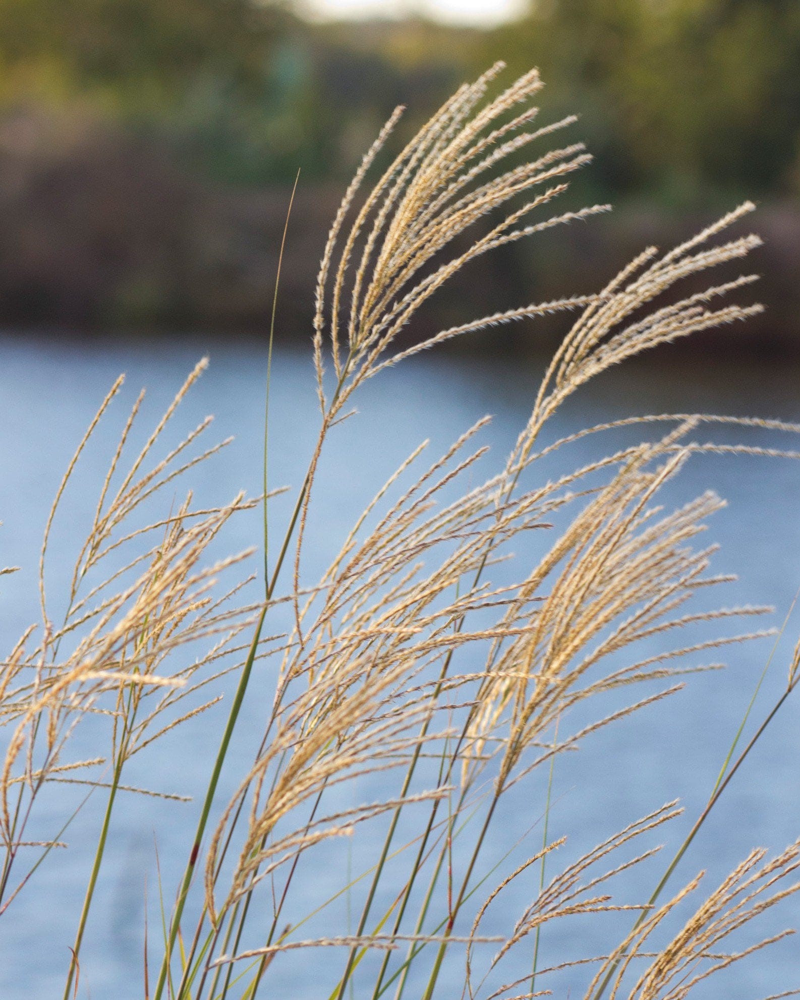 Morning Light Miscanthus Maiden Grass - view 3