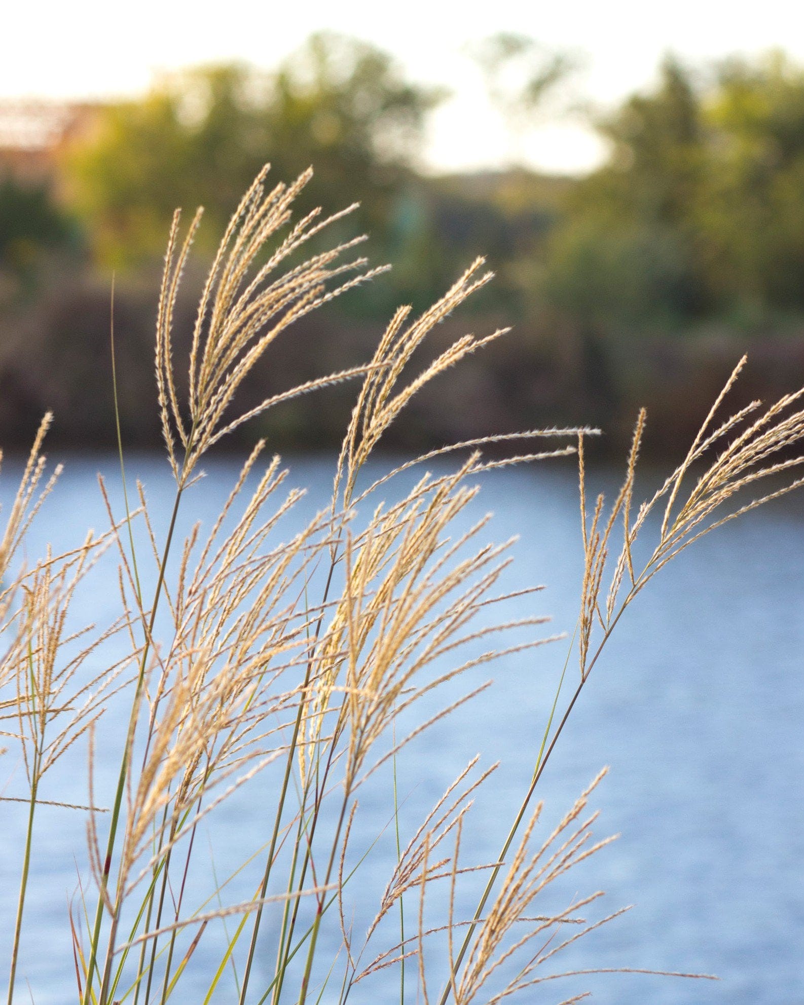 Morning Light Miscanthus Maiden Grass - view 4