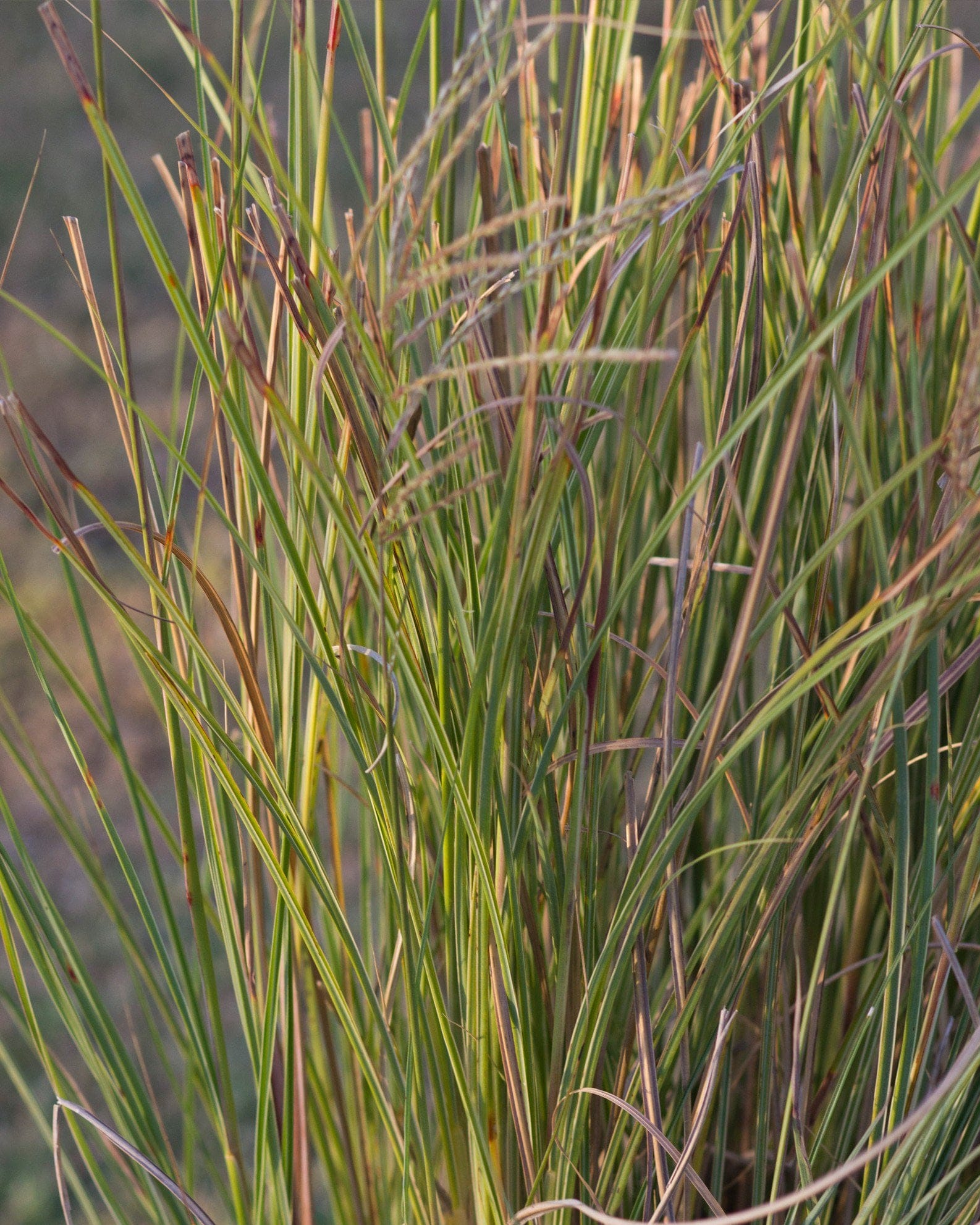 Morning Light Miscanthus Maiden Grass - view 5