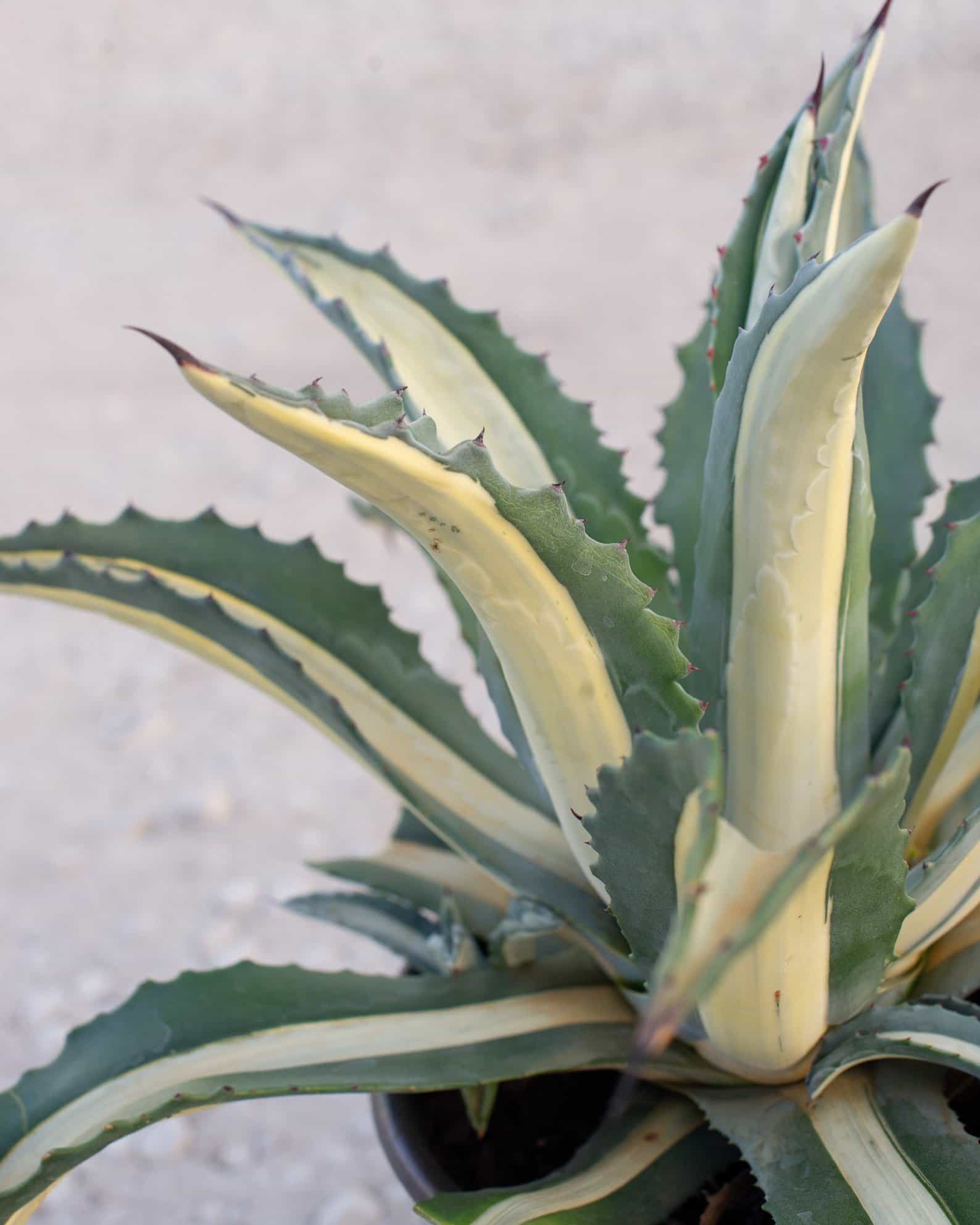 Americana Agave White Striped - view 3