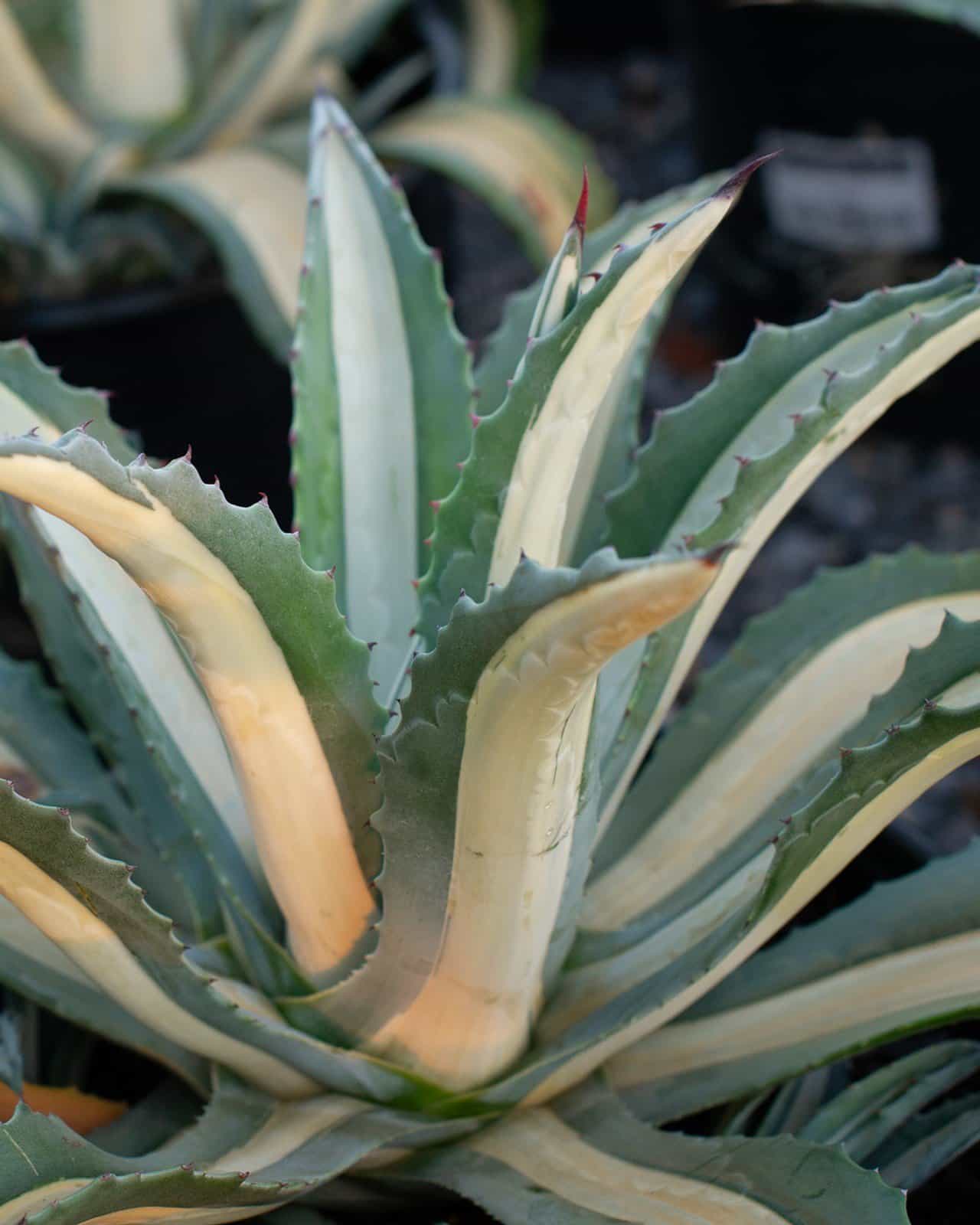 Americana Agave White Striped - view 5