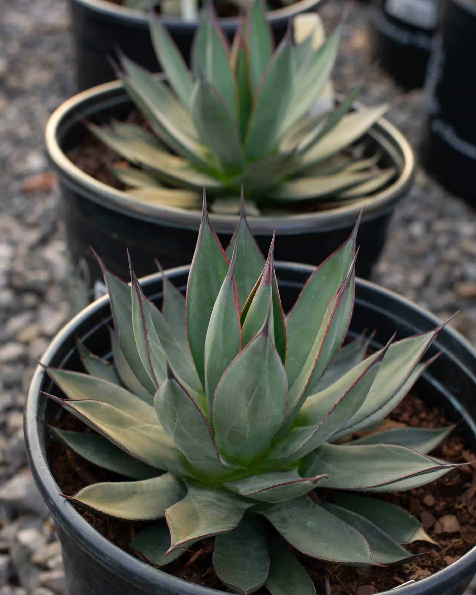 Blue Ember Agave - view 2