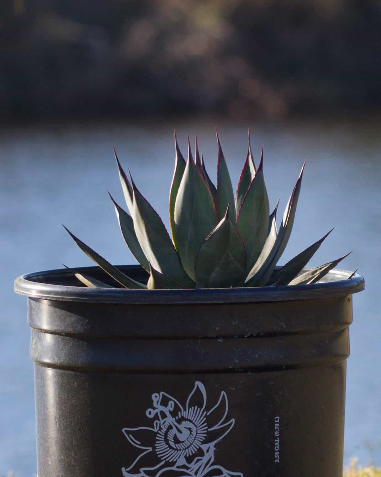 Blue Ember Agave - view 3