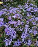 Aromatic Aster thumbnail 2
