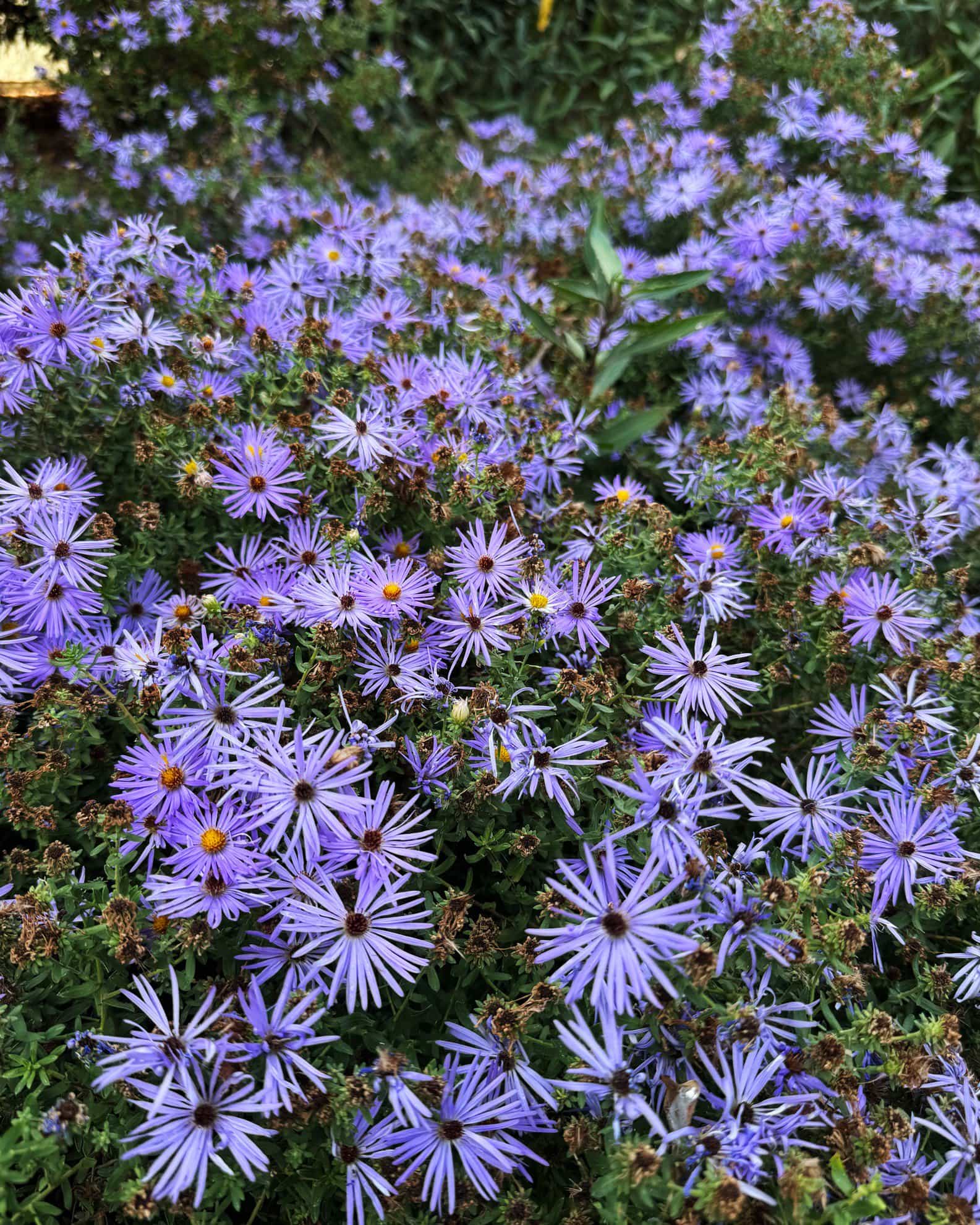 Aromatic Aster - view 2
