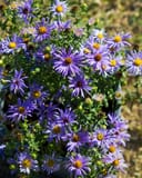 Aromatic Aster thumbnail 3