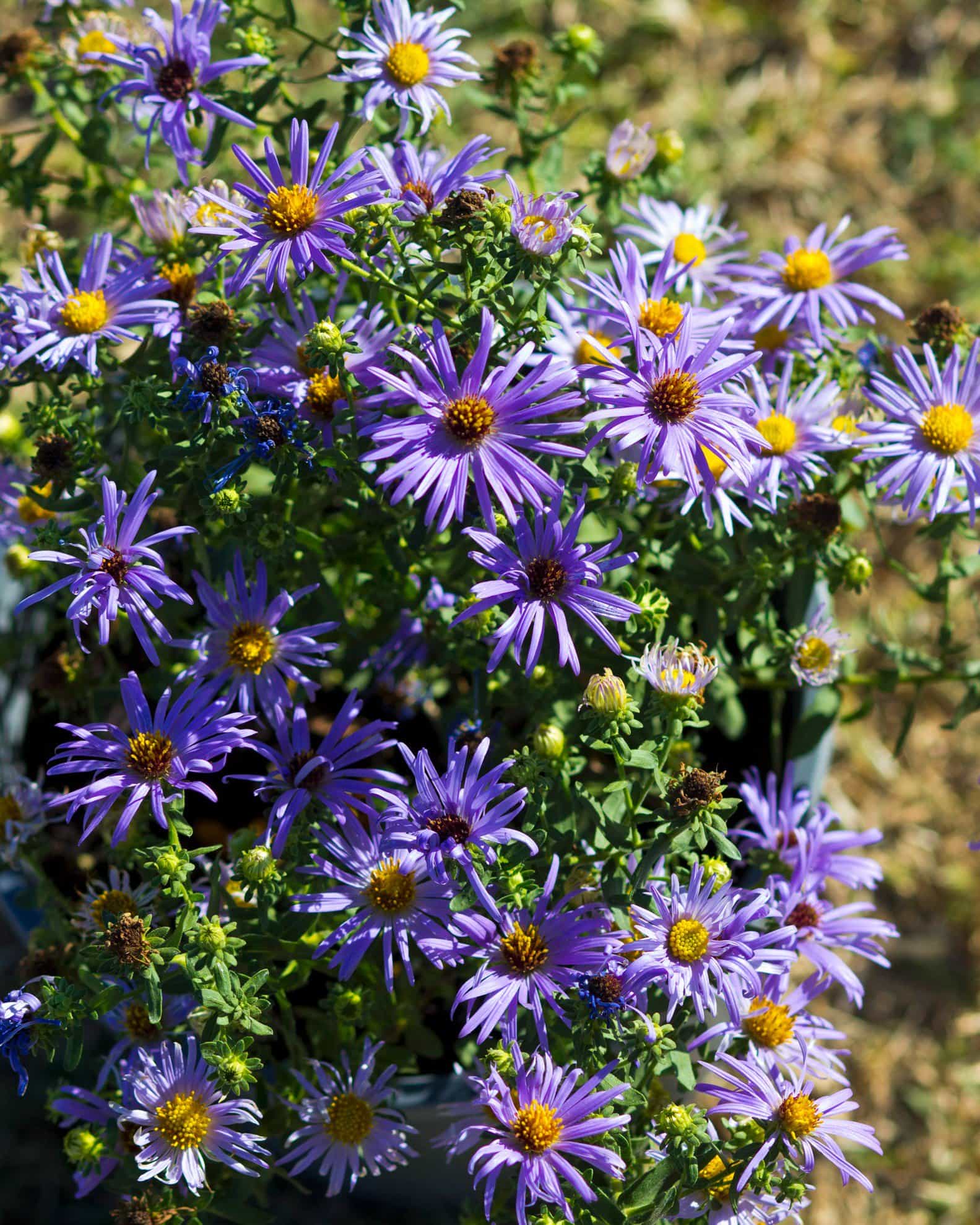 Aromatic Aster - view 3