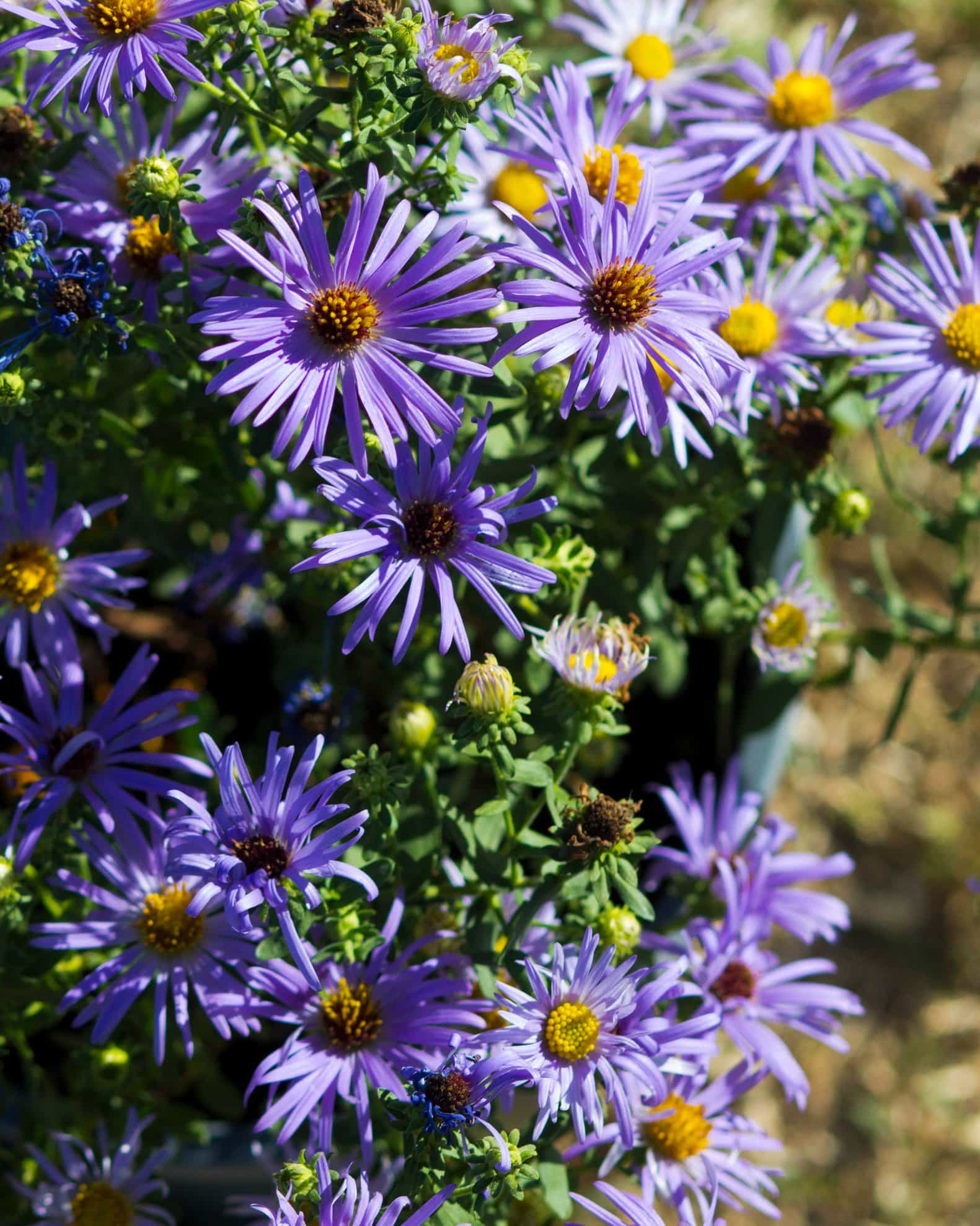 Aromatic Aster - view 4