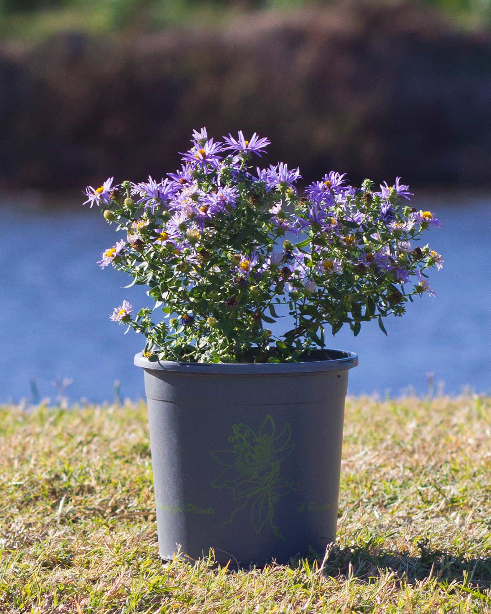 Aromatic Aster - view 5