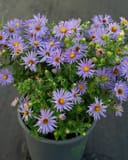Aromatic Aster thumbnail 6