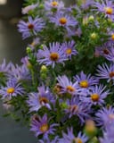 Aromatic Aster thumbnail 8