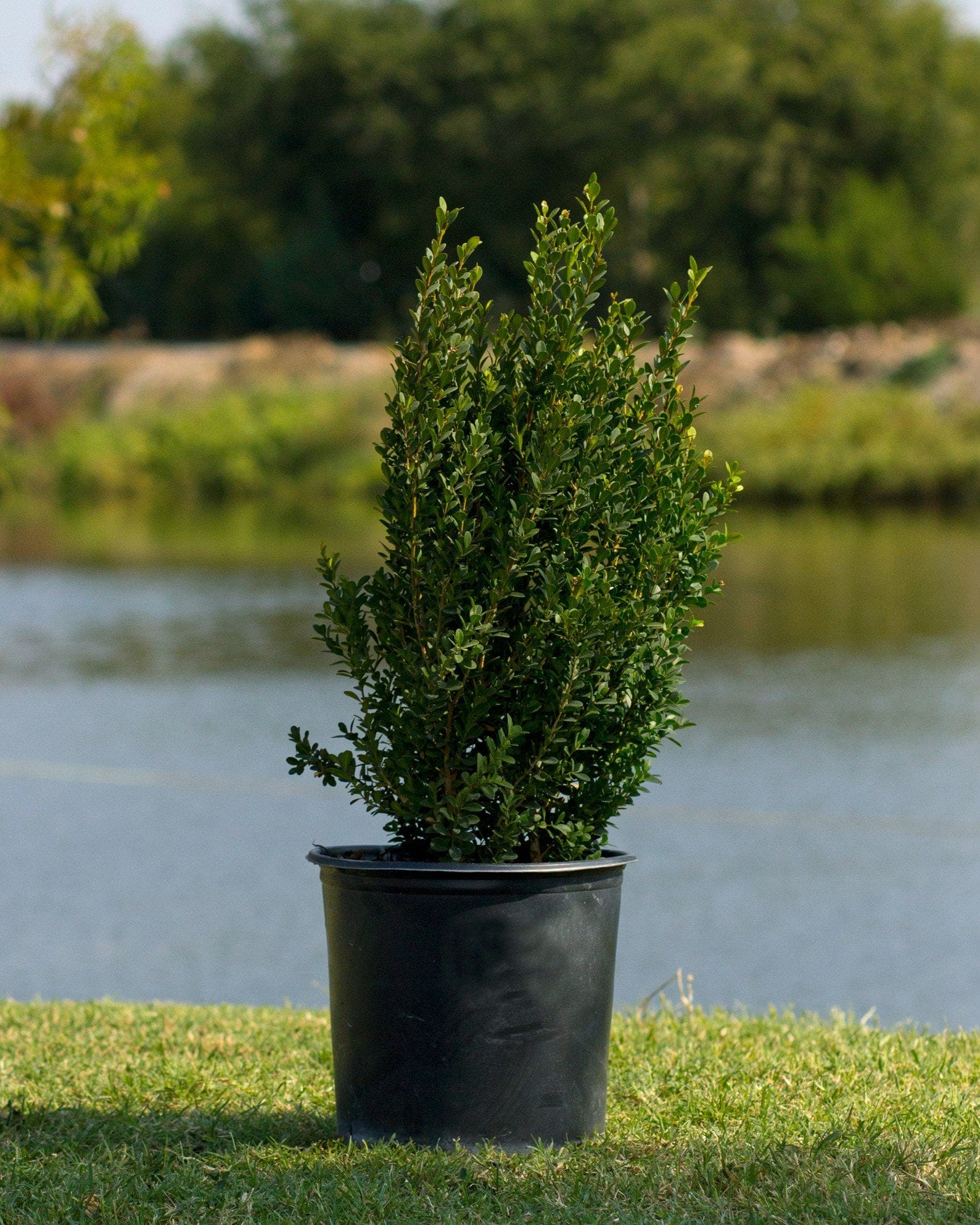 Baby Gem Boxwood - view 2