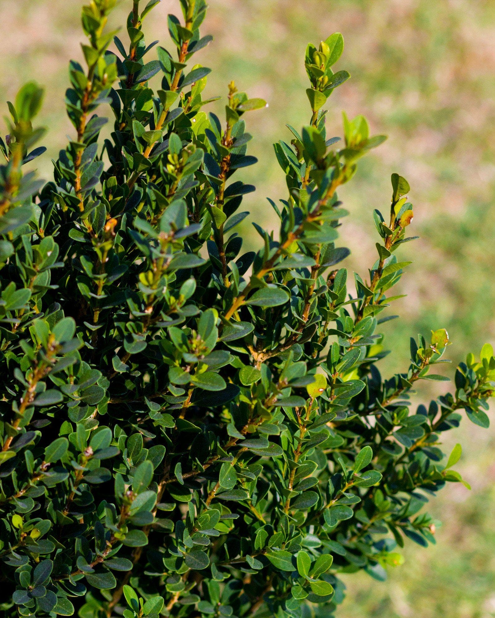 Baby Gem Boxwood - view 3