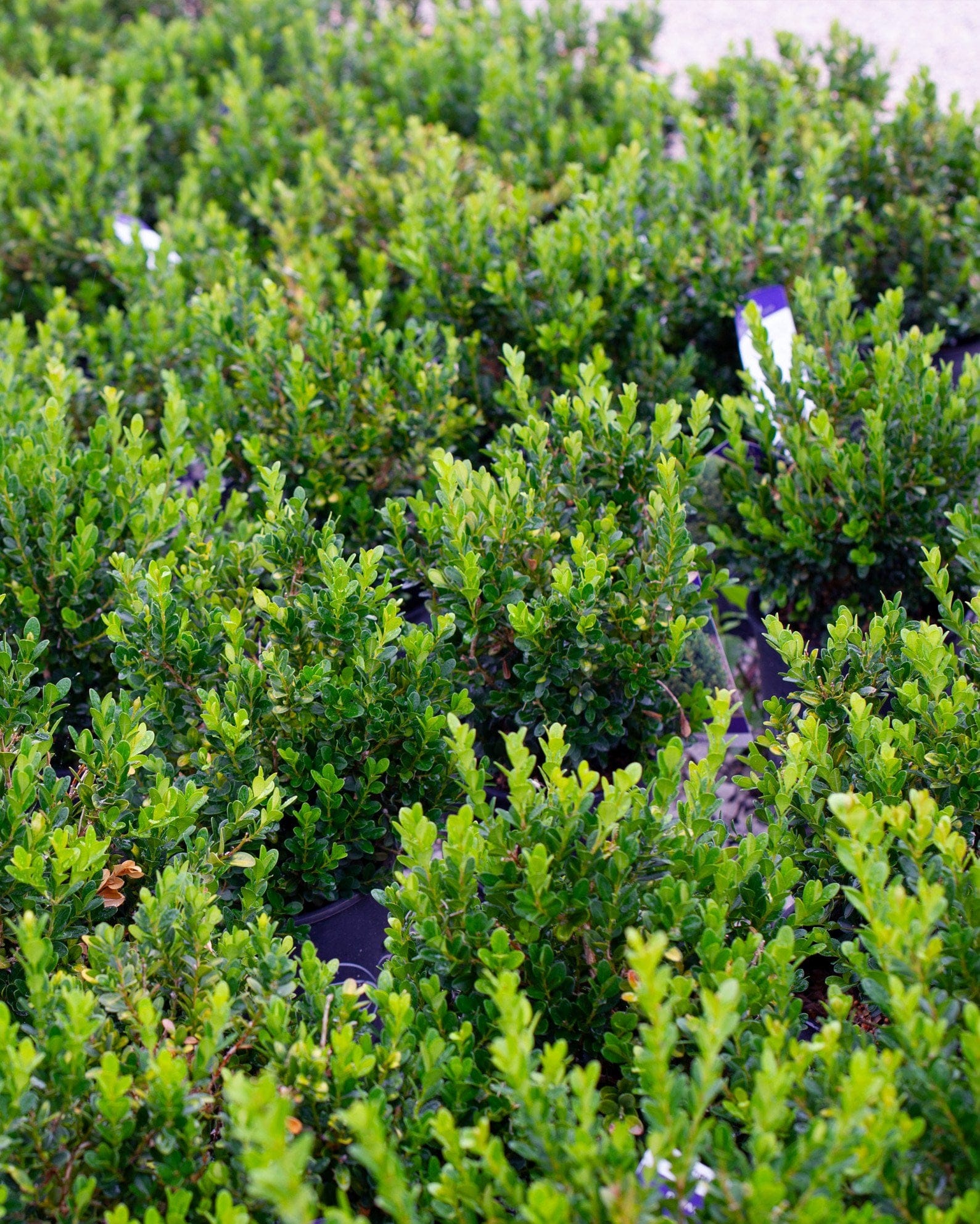 Baby Gem Boxwood - view 4